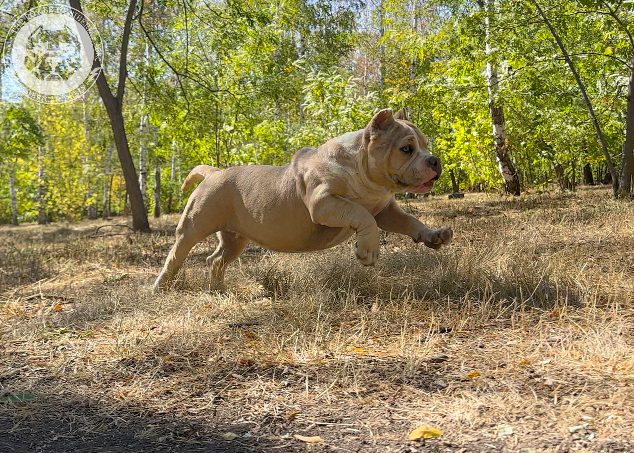 Помет Каспер и Тагира. 21.04.25. Американский Булли в г. Ростов-на-Дону. Питомник THE POWER OF SIBERIA