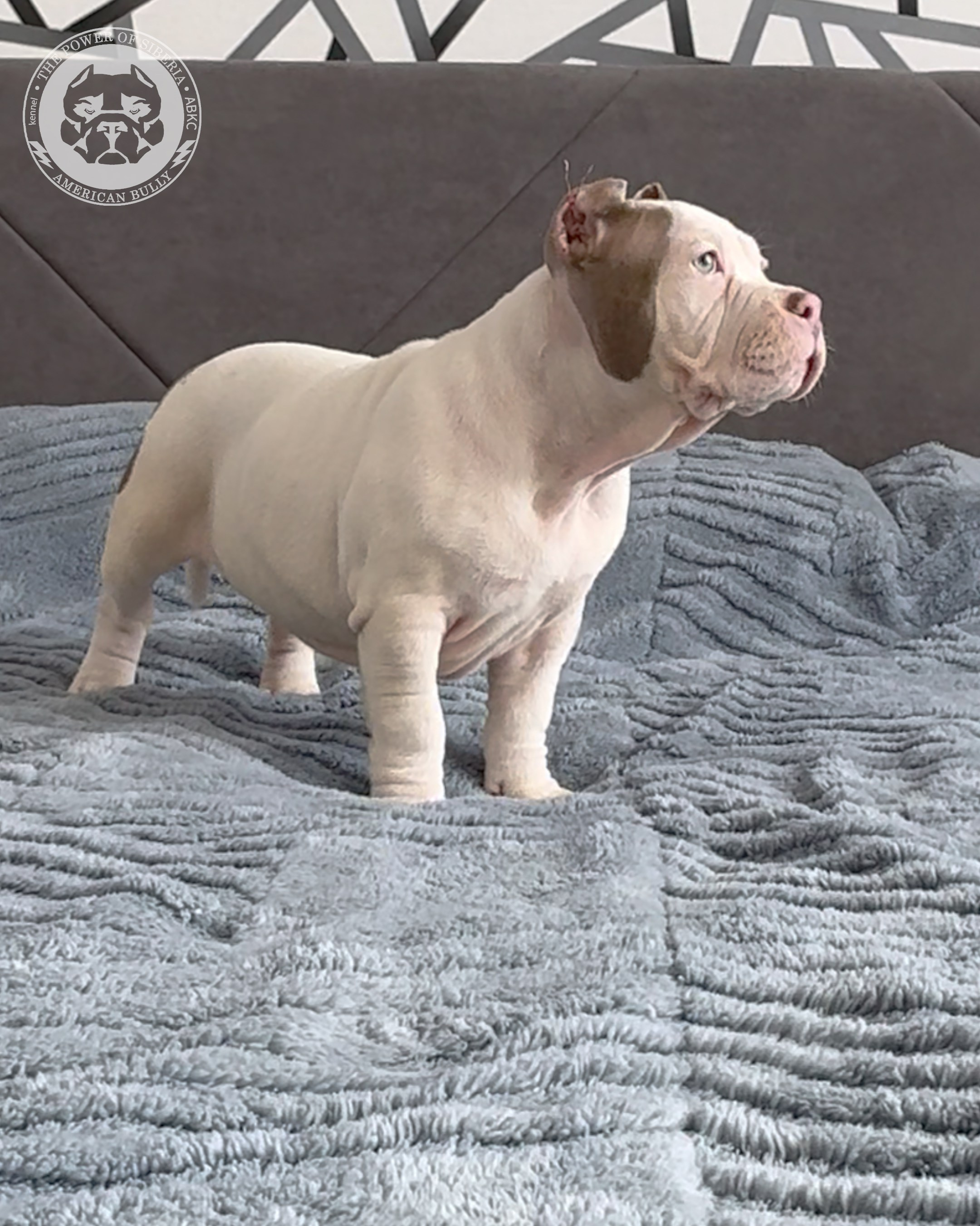 Свободные щенки Американский Булли, в типах покет, классик, стандарт. Американский Булли в г. Ростов-на-Дону. Питомник THE POWER OF SIBERIA