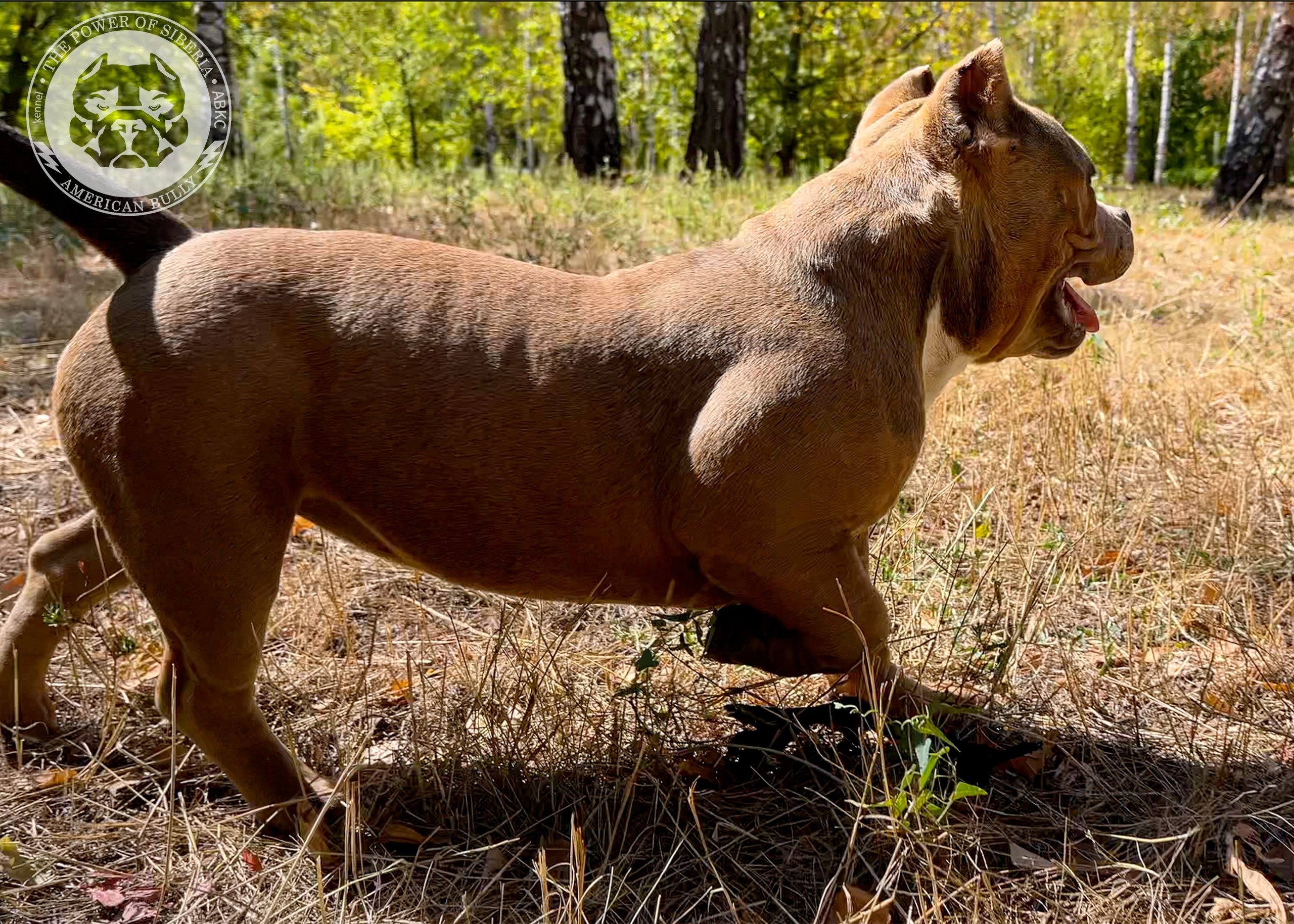 Помет Каспер и Тагира. 21.04.25. Американский Булли в г. Ростов-на-Дону. Питомник THE POWER OF SIBERIA
