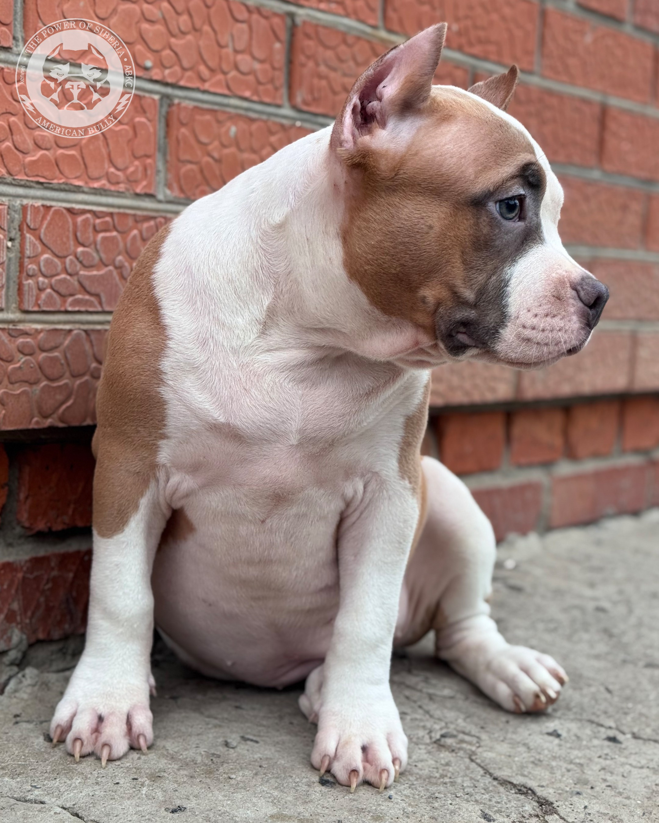 Свободные щенки Американский Булли, в типах покет, классик, стандарт. Американский Булли в г. Ростов-на-Дону. Питомник THE POWER OF SIBERIA