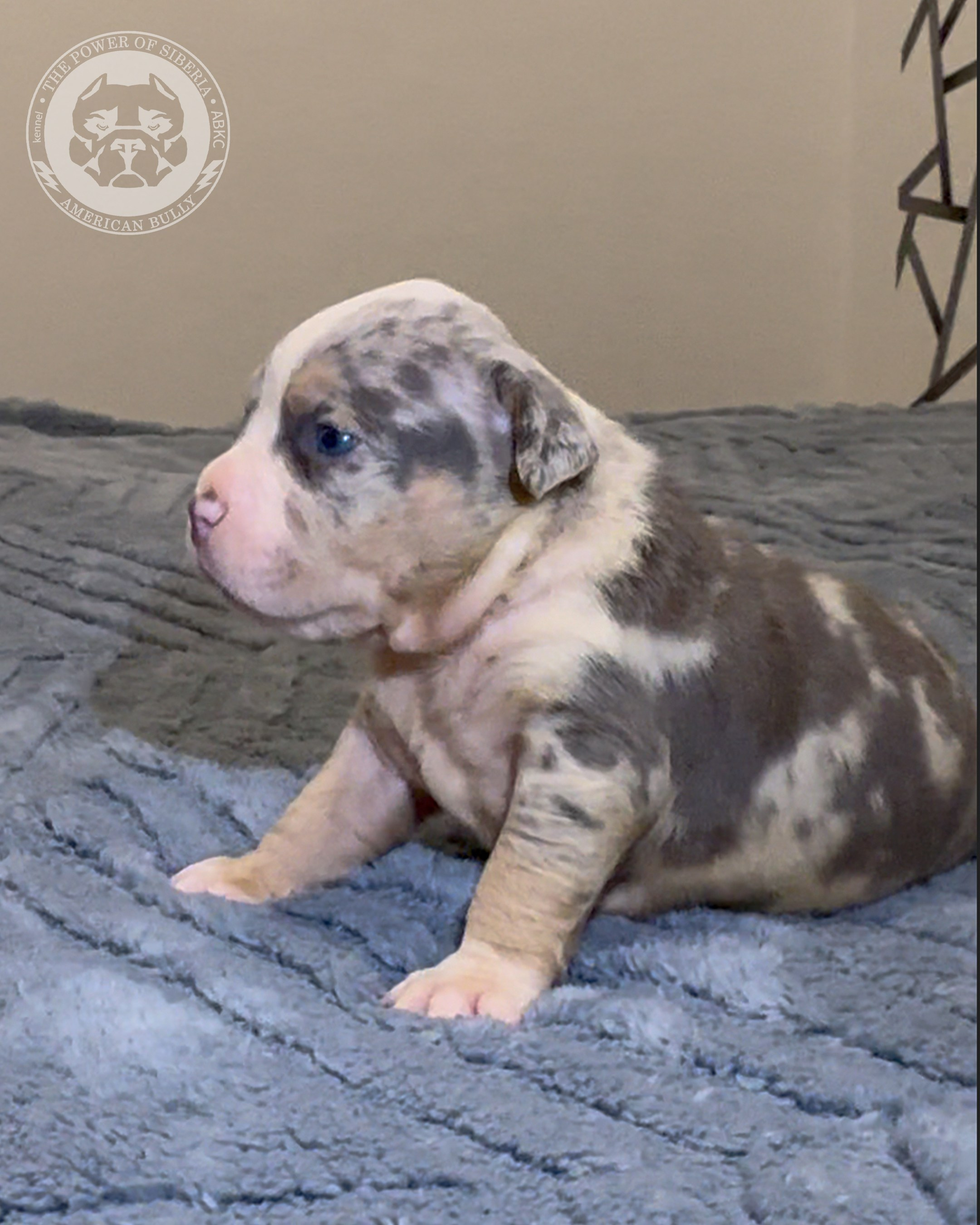 Свободные щенки Американский Булли стандарт и Свободные щенки Американский Булли классик. Американский Булли в г. Ростов-на-Дону. Питомник THE POWER OF SIBERIA