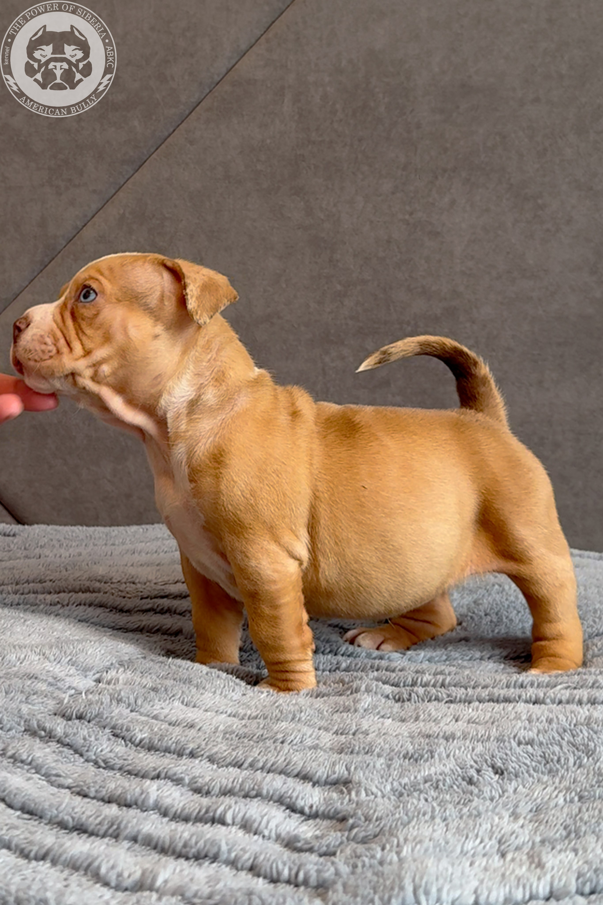 Свободные щенки Американский Булли, в типах покет, классик, стандарт. Американский Булли в г. Ростов-на-Дону. Питомник THE POWER OF SIBERIA