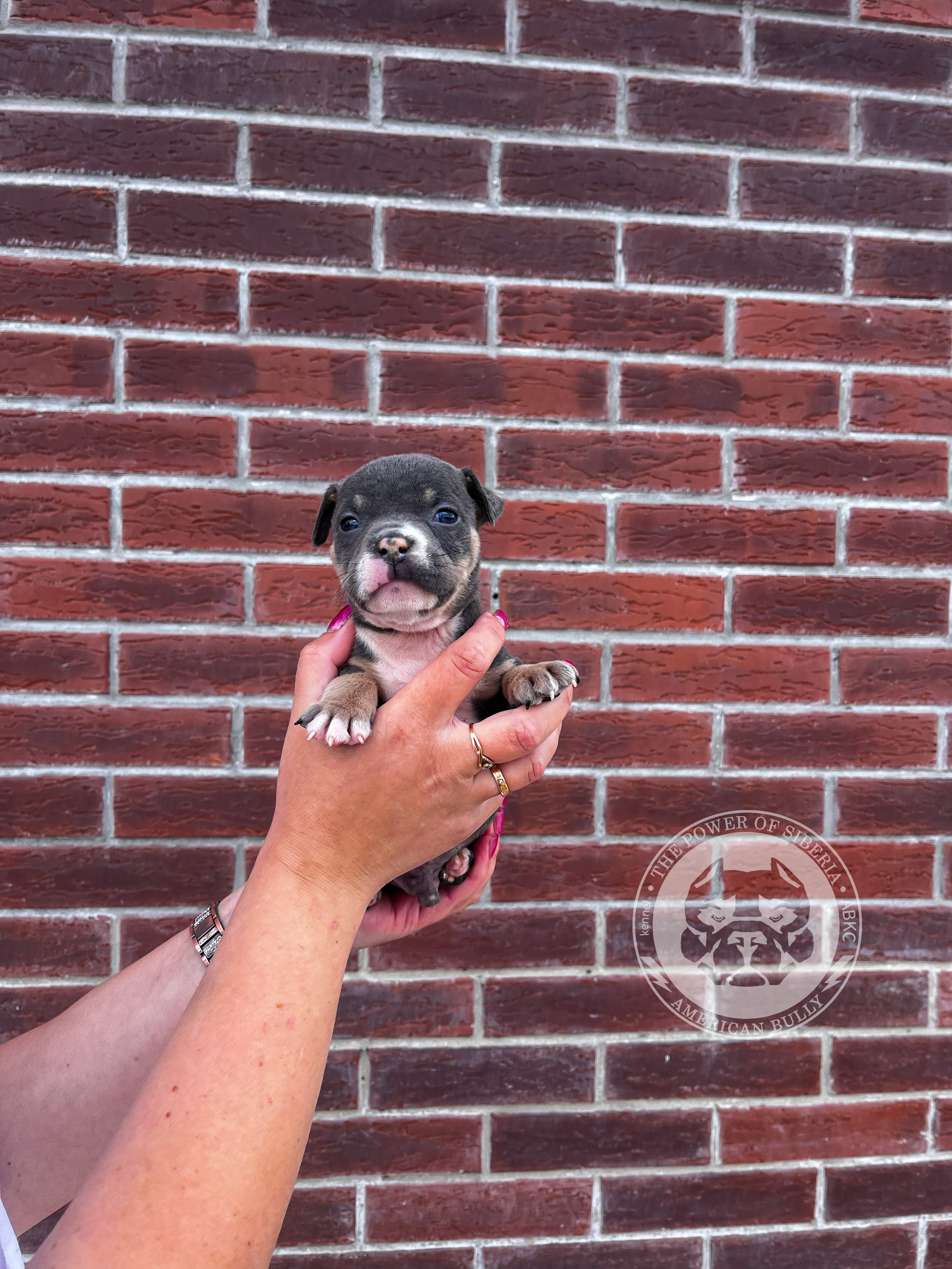 Помет Каспер и Тагира. 21.04.25. Американский Булли в г. Ростов-на-Дону. Питомник THE POWER OF SIBERIA