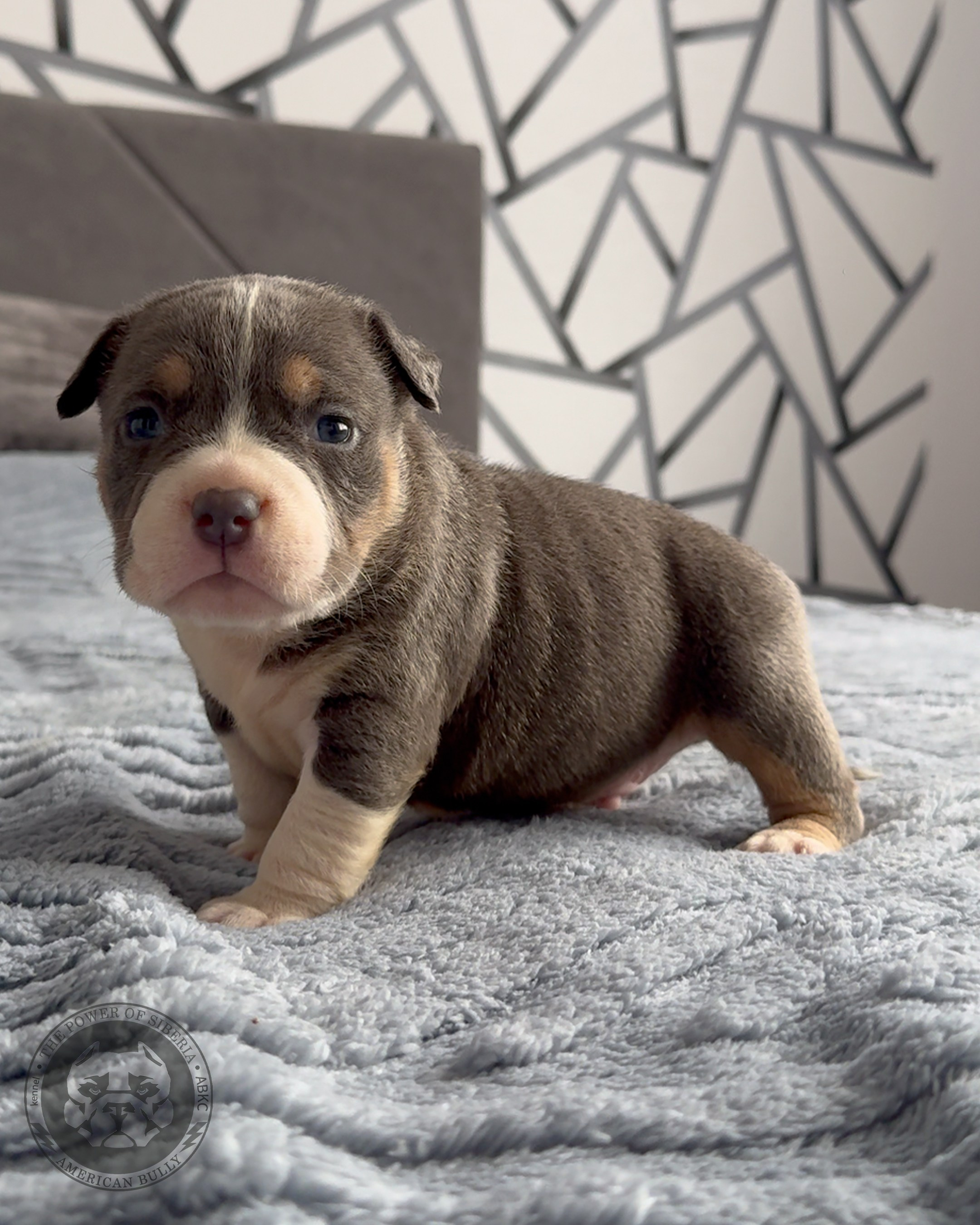 Свободные щенки Американский Булли, в типах покет, классик, стандарт. Американский Булли в г. Ростов-на-Дону. Питомник THE POWER OF SIBERIA