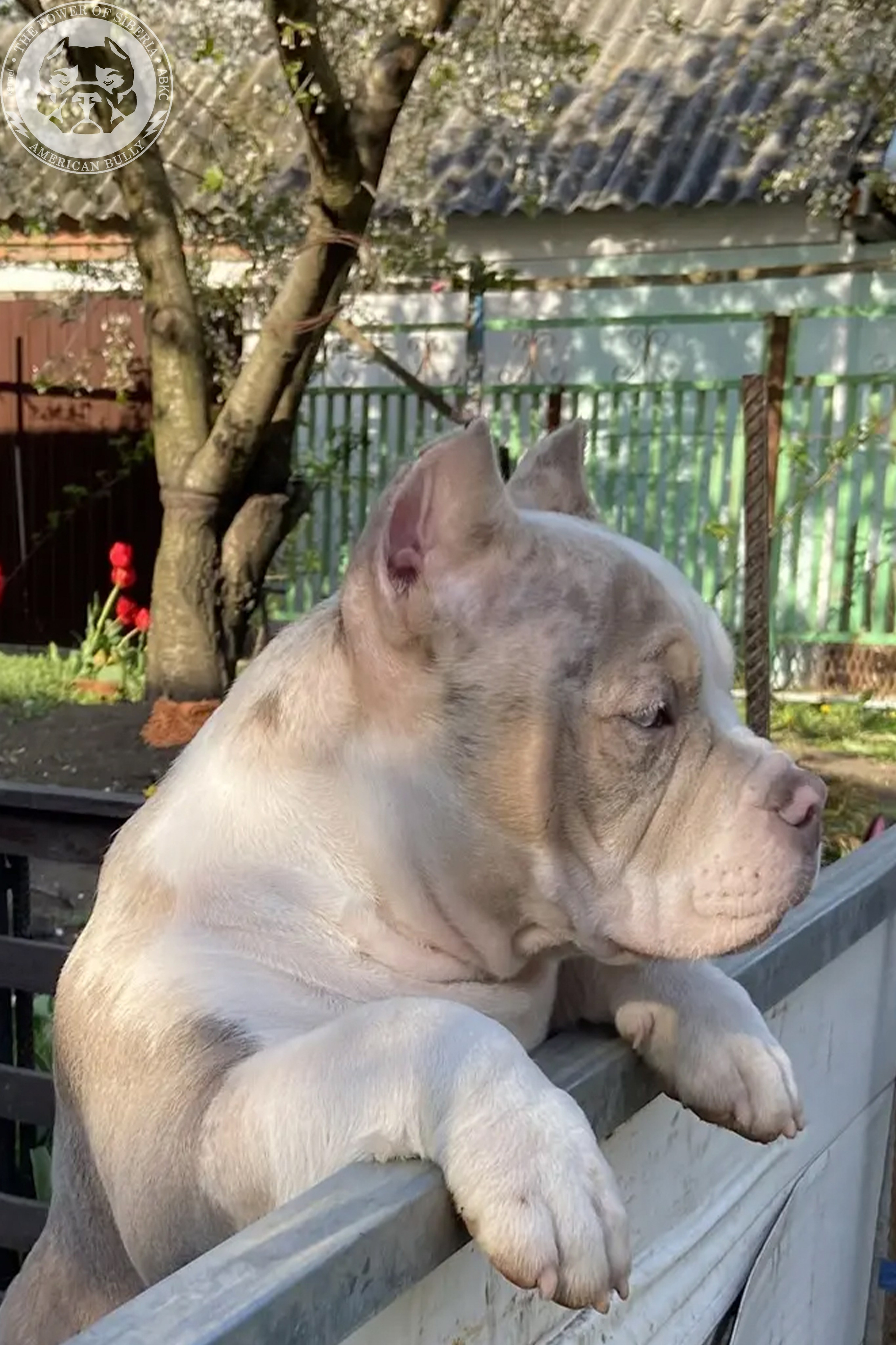 Свободные щенки Американский Булли, в типах покет, классик, стандарт. Американский Булли в г. Ростов-на-Дону. Питомник THE POWER OF SIBERIA