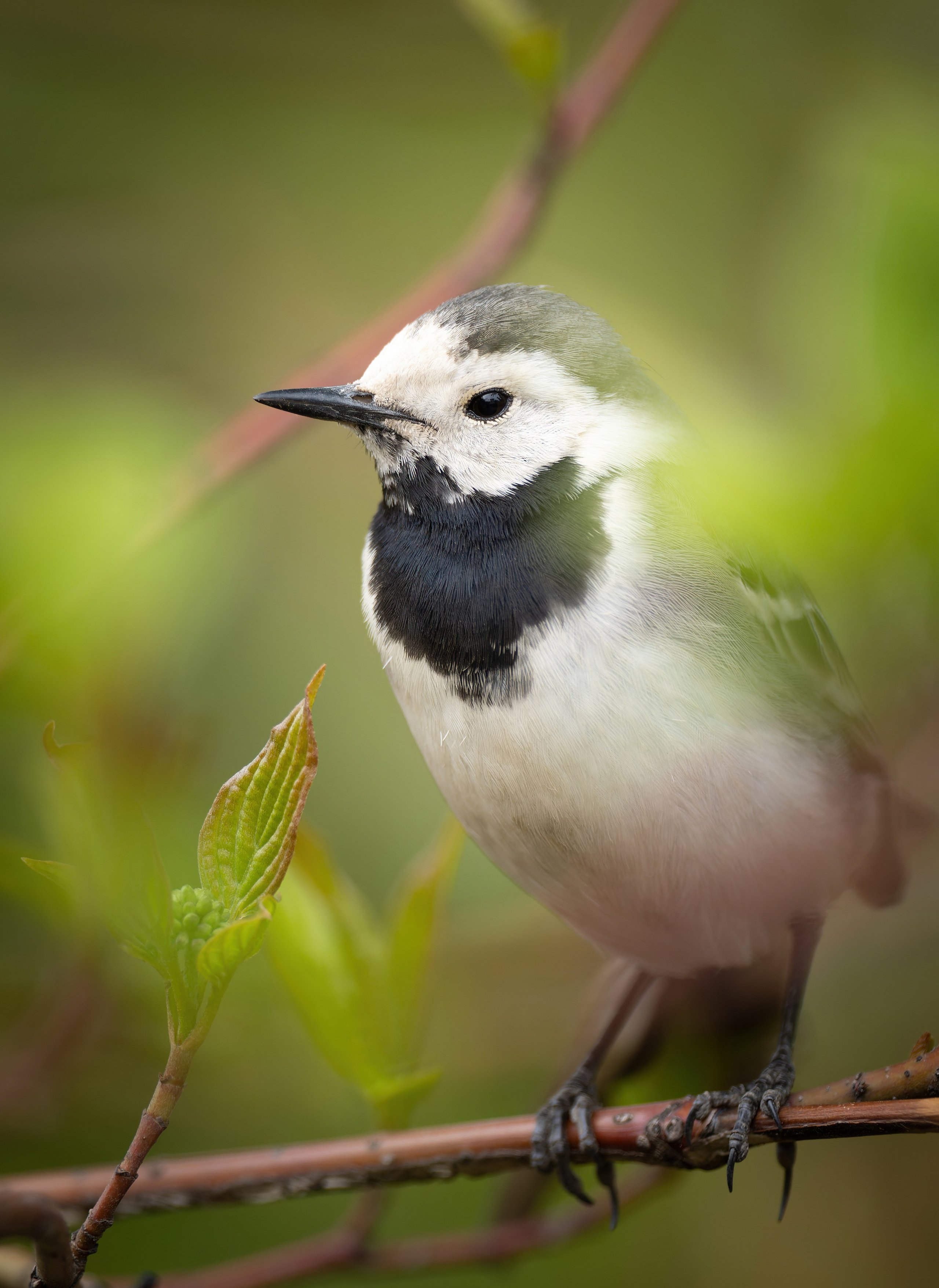 Птицы и животные. Oles Paritskiy