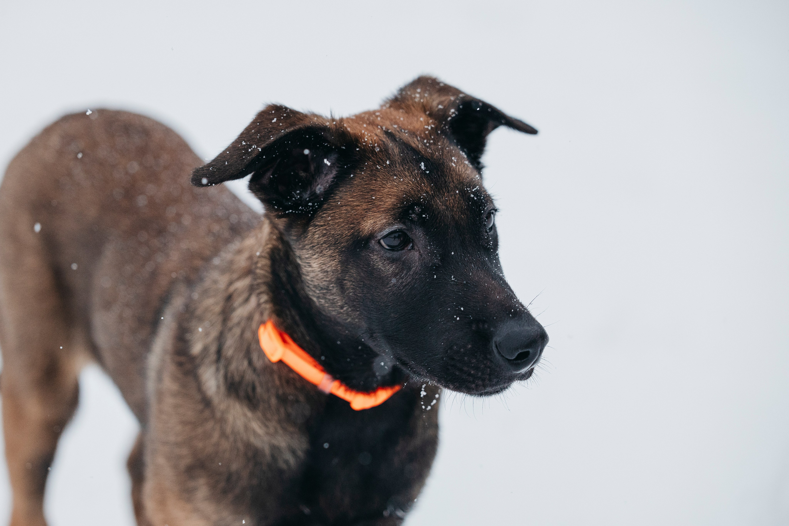 Карьер. Фотограф-анималист Анна Маринич