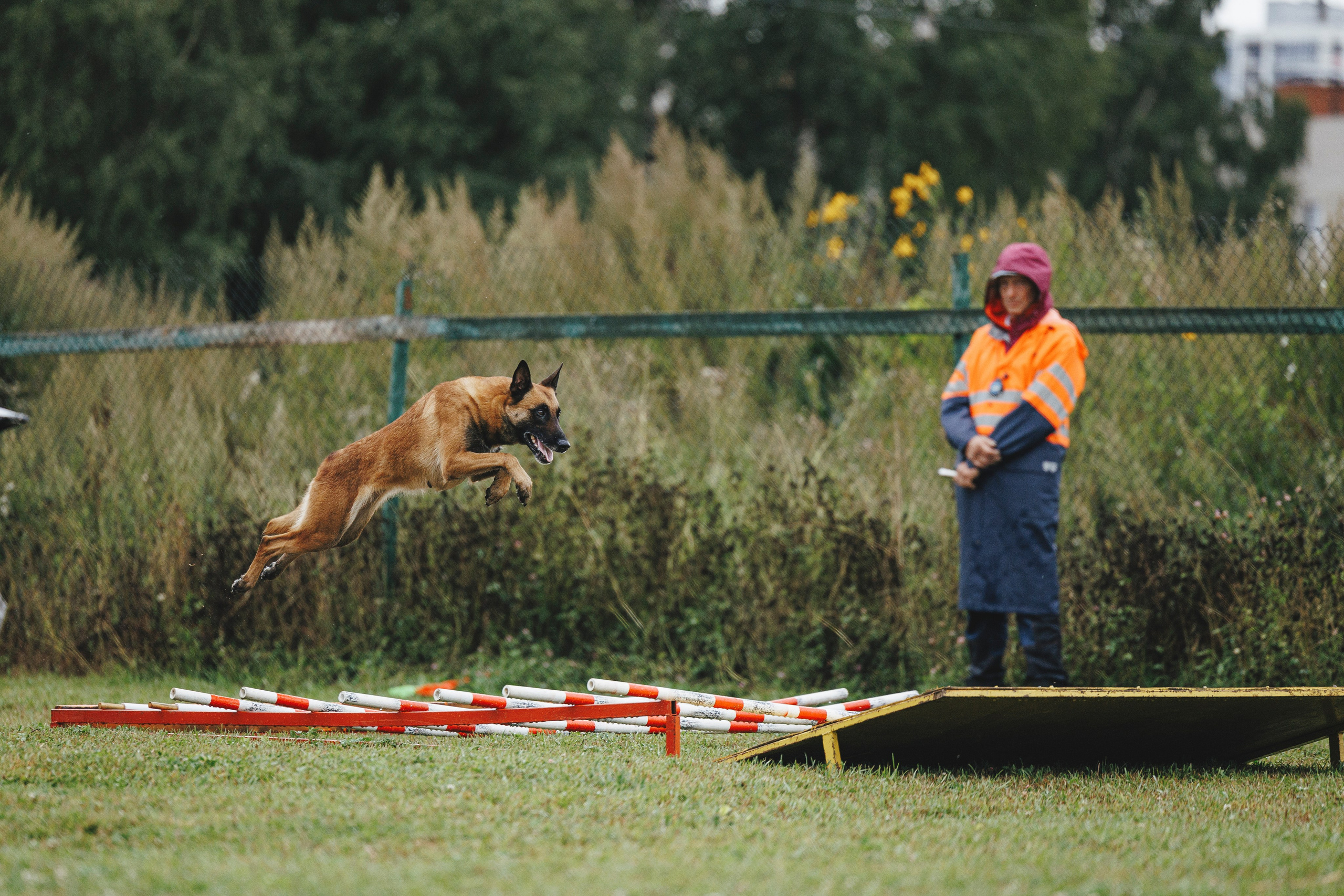08.08.25-10.08.25 ЧР по мондьорингу г. Вологда. Фотограф-анималист Анна Маринич