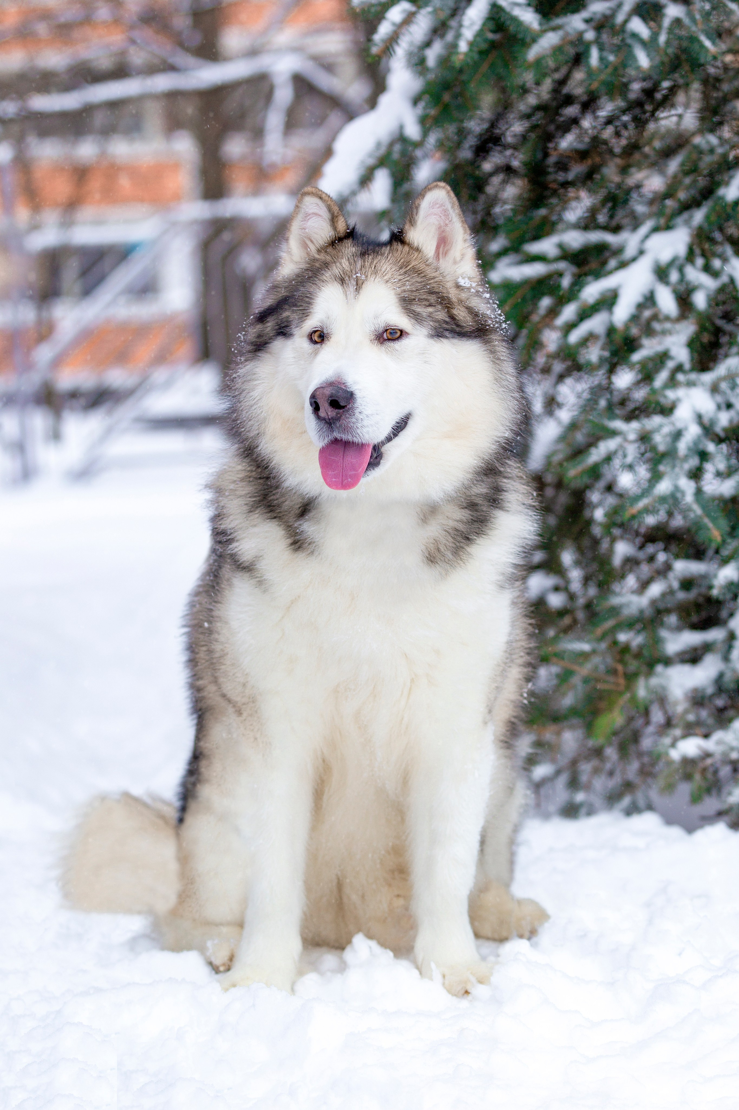 Саша и Феня. Репортажный фотограф в Москве