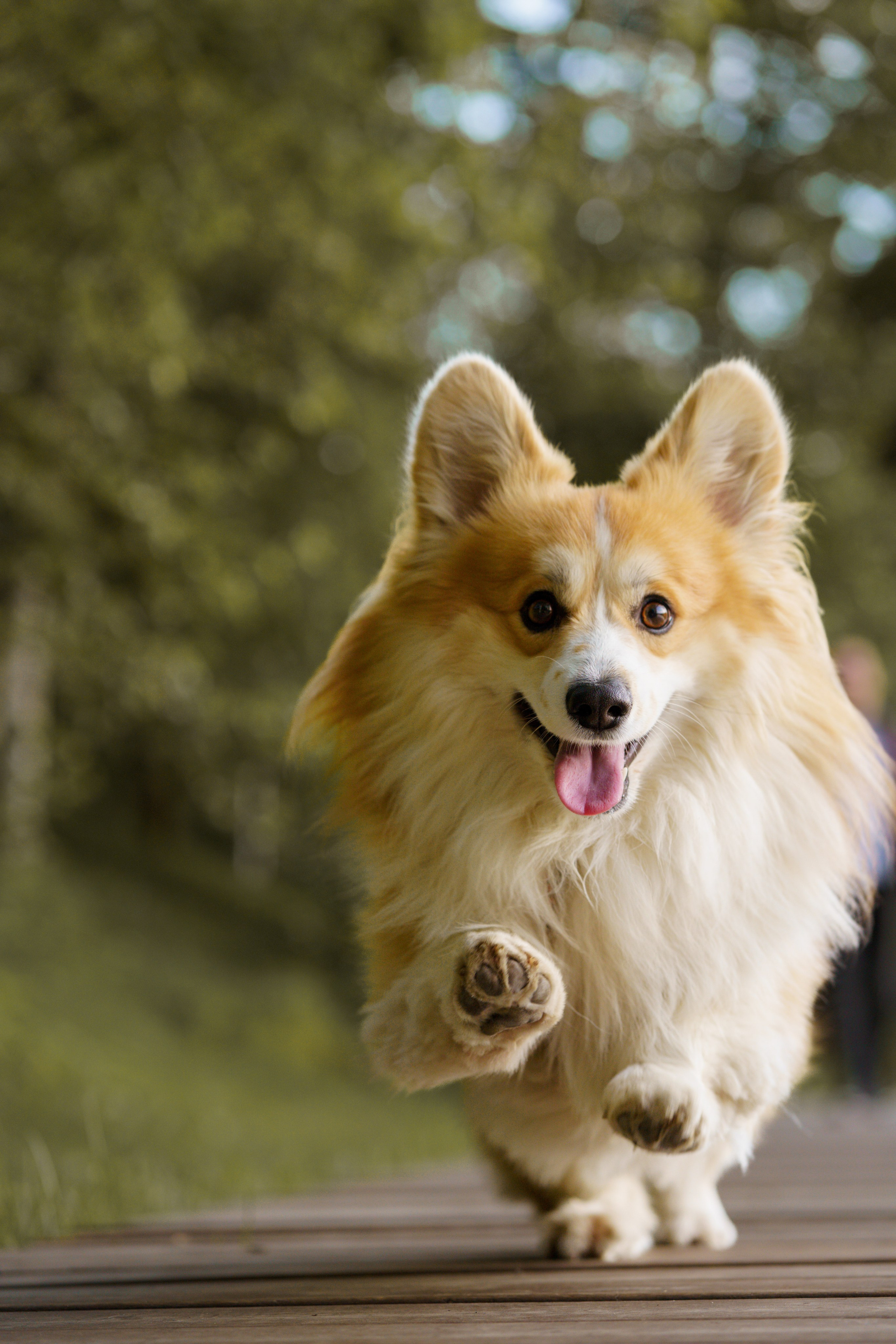 Катя, Арсений и Пух. Свадебный фотограф в Москве Анна Полушина