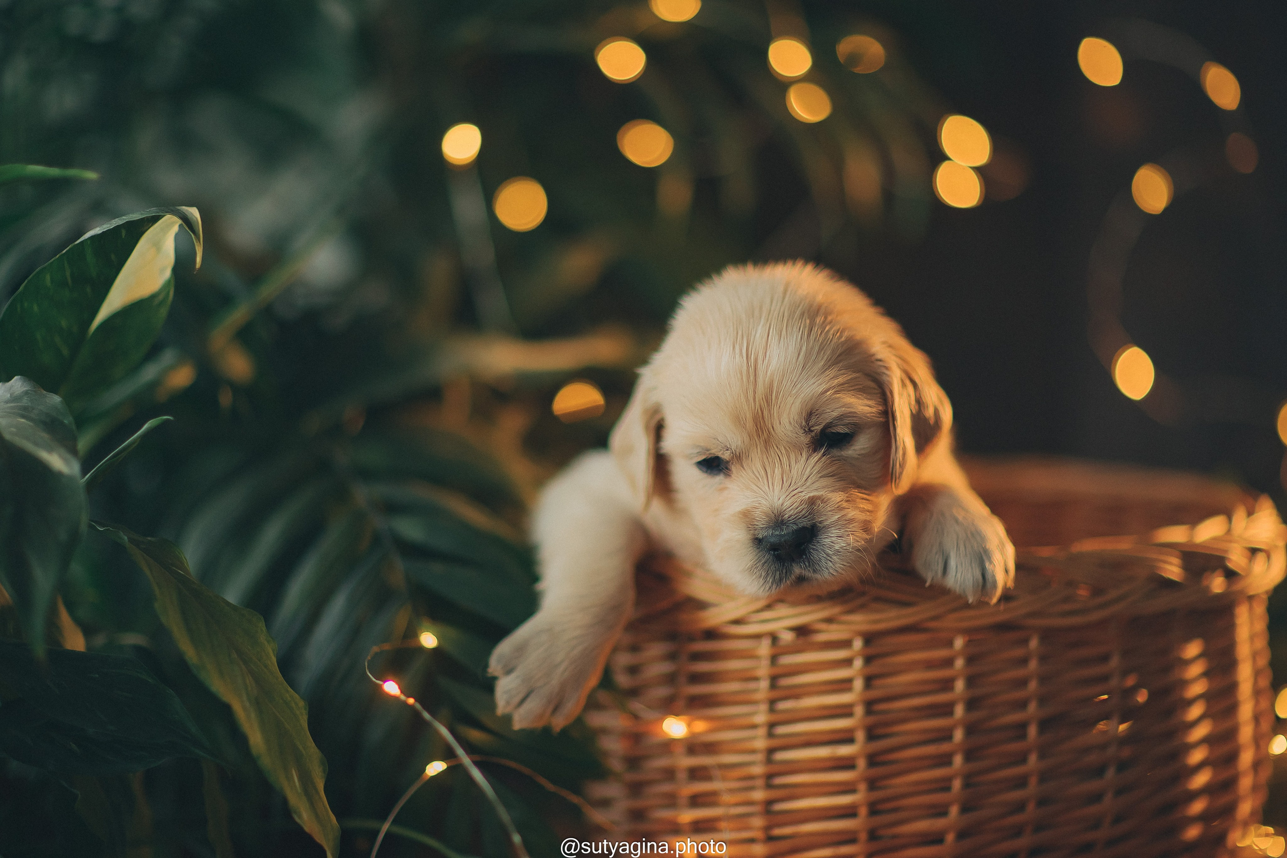 Серая лента. Свадебный и женский фотограф