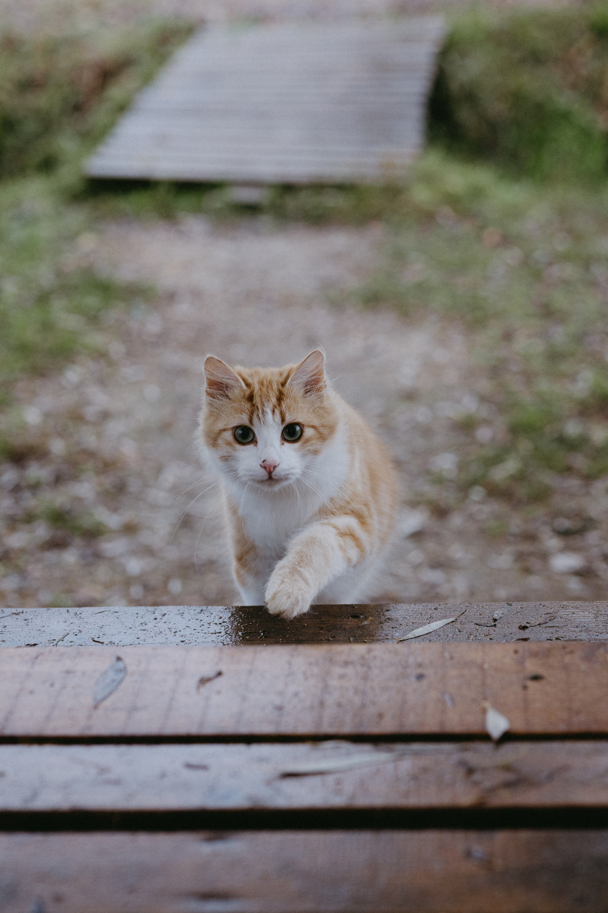 Новые земли. Про любовь