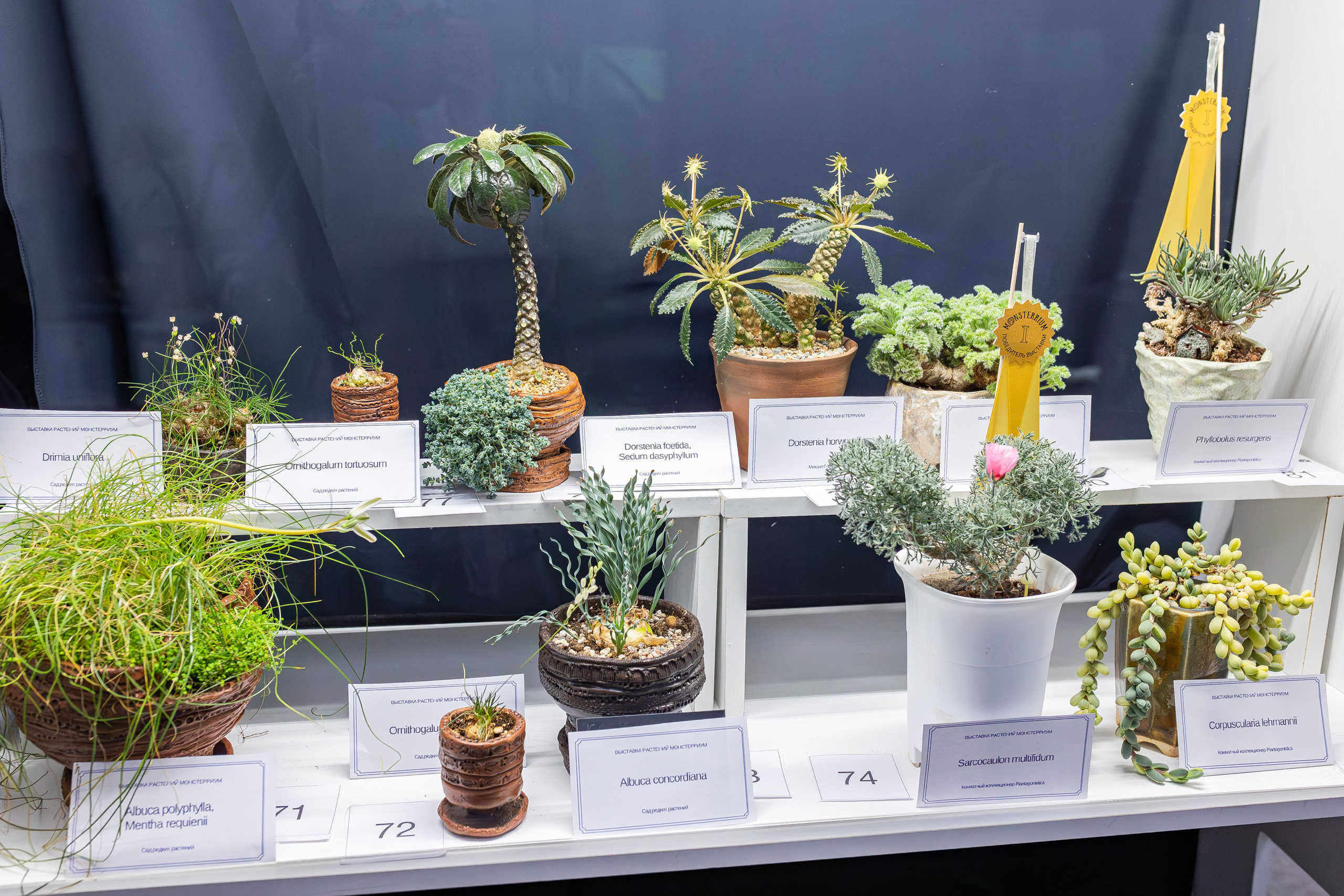 Монстериум апрель 2026. Александра Куликова фотограф, Москва