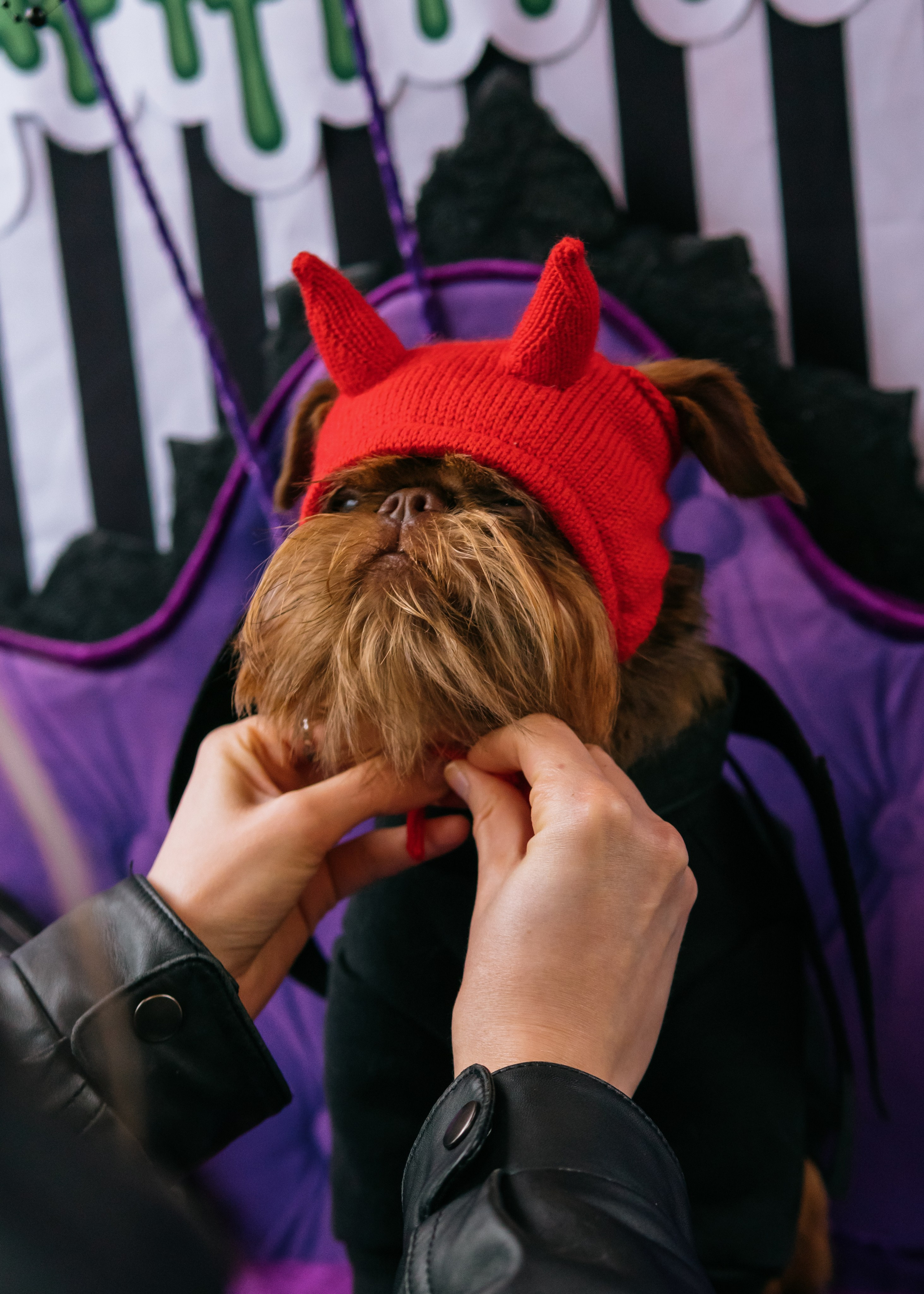 Тематическая встреча породников «Griffween». Фотограф-анималист Ксения Воробьева, Москва