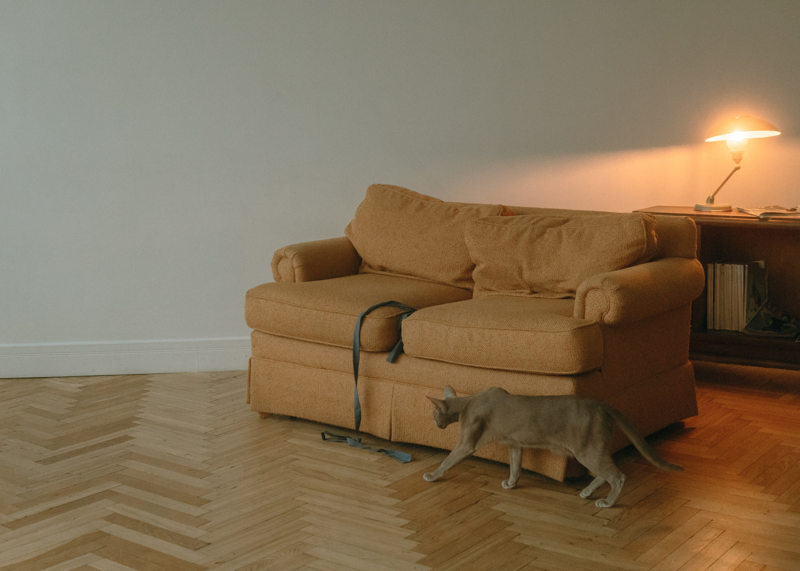 Амина, Булат и Орион. Фотограф-анималист Ксения Воробьева, Москва