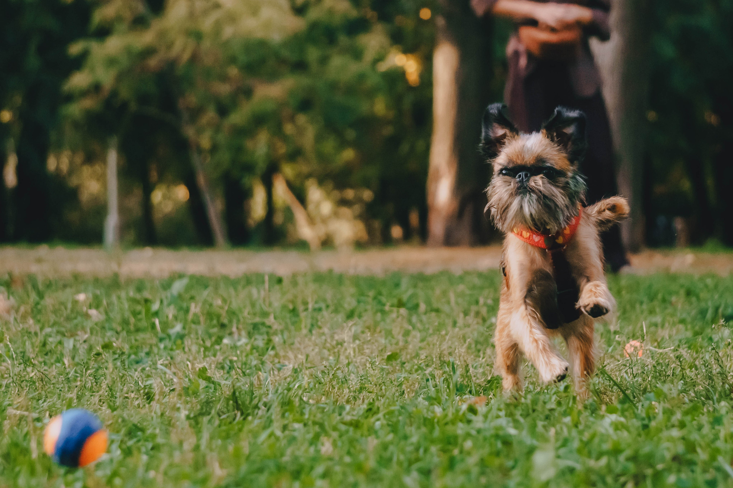 Мини-туса гриффоны и брабансоны. Фотограф-анималист Ксения Воробьева, Москва
