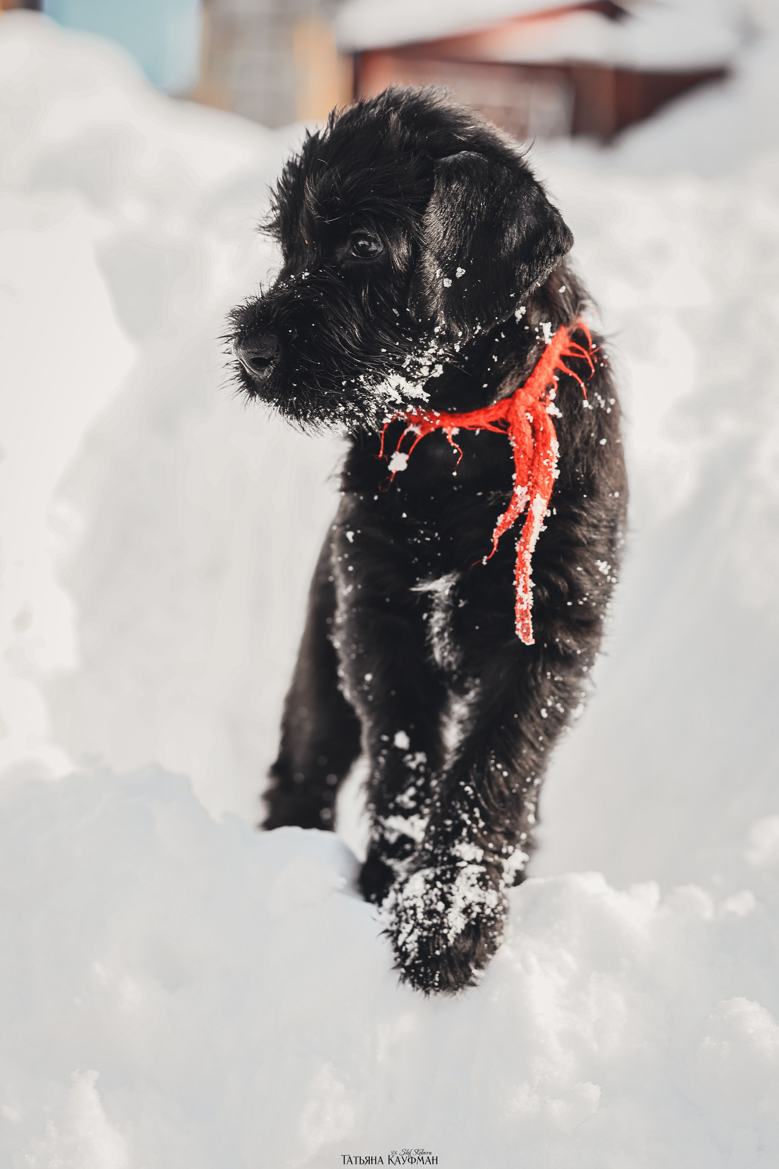 Ризеншнауцер, щенки ризеншнауцера, купить ризеншнауцера, купить щенка, ризеншнауцер Новосибирск, фотосъемка щенков, фотосессия собак, заказать фотосессию, фотографии щенков, сфотографировать щенка, фотограф Анималист, фотограф собак Новосибирск, фотограф анималист Новосибирск