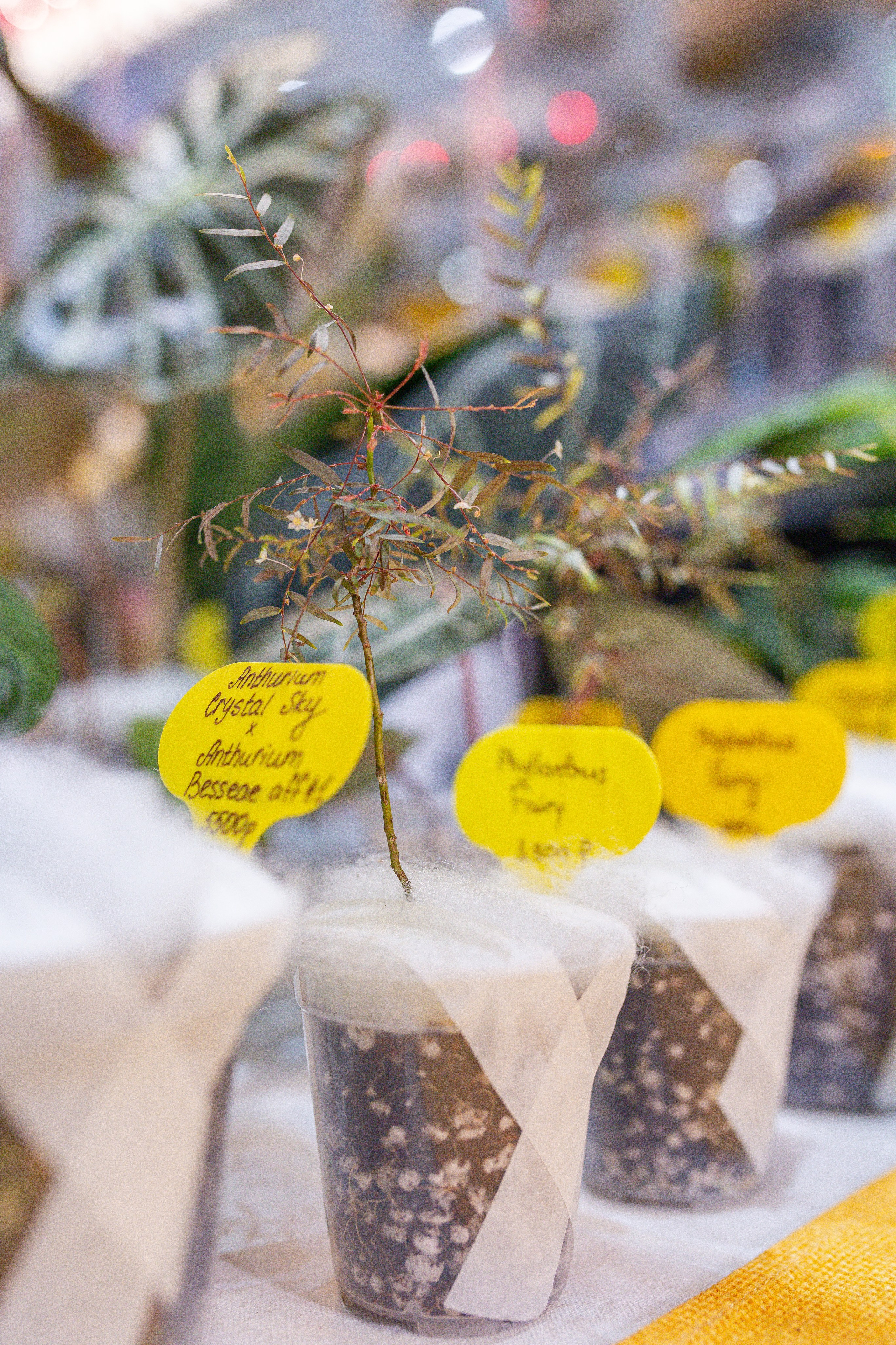 Орхидиум 12.2025. Александра Куликова фотограф, Москва