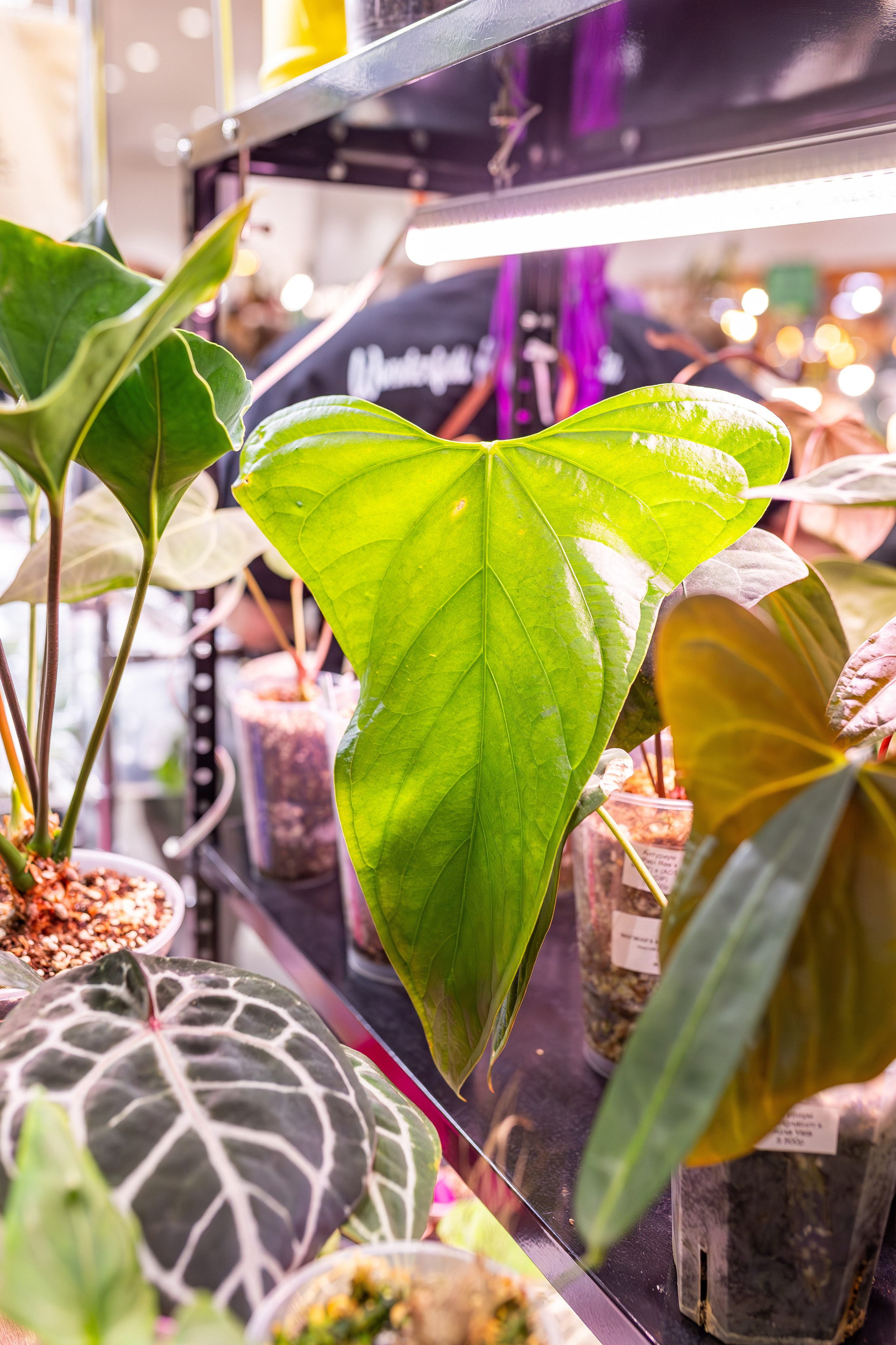 Монстериум апрель 2026. Александра Куликова фотограф, Москва