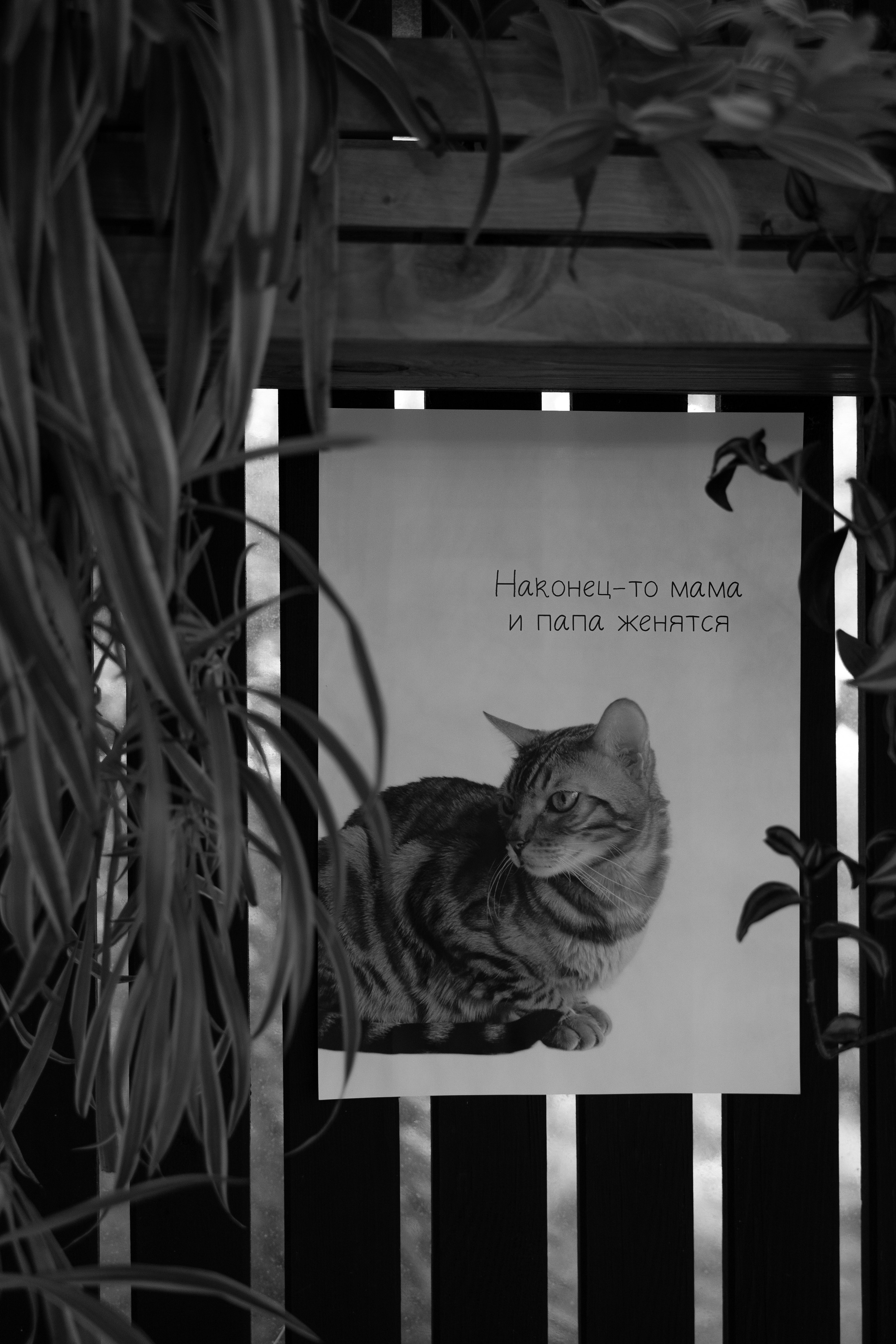 Александр и Алена. Свадебный фотограф Тула