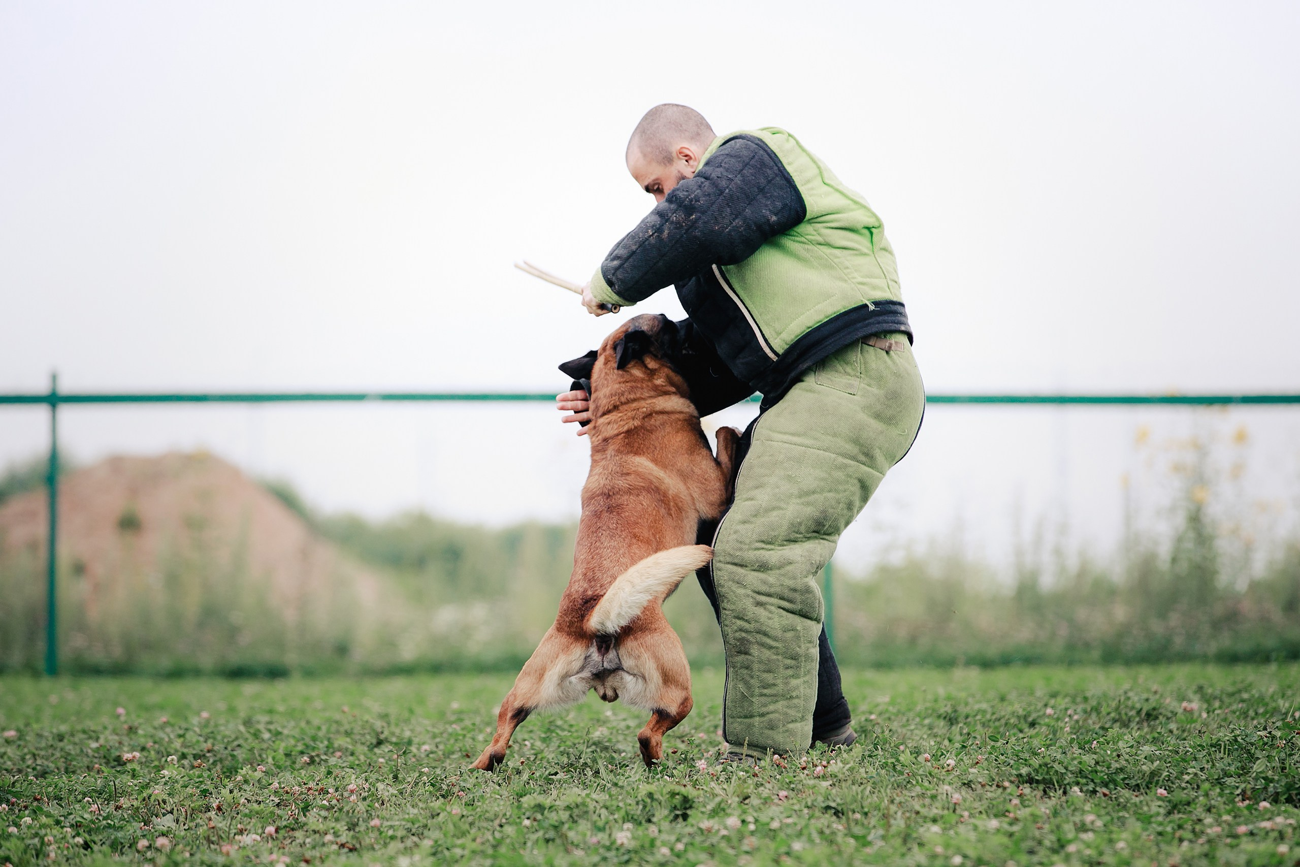 Мондьоринг М1, М2, М3, Вологда. Фотограф-анималист Mary Mart — Москва, Питер