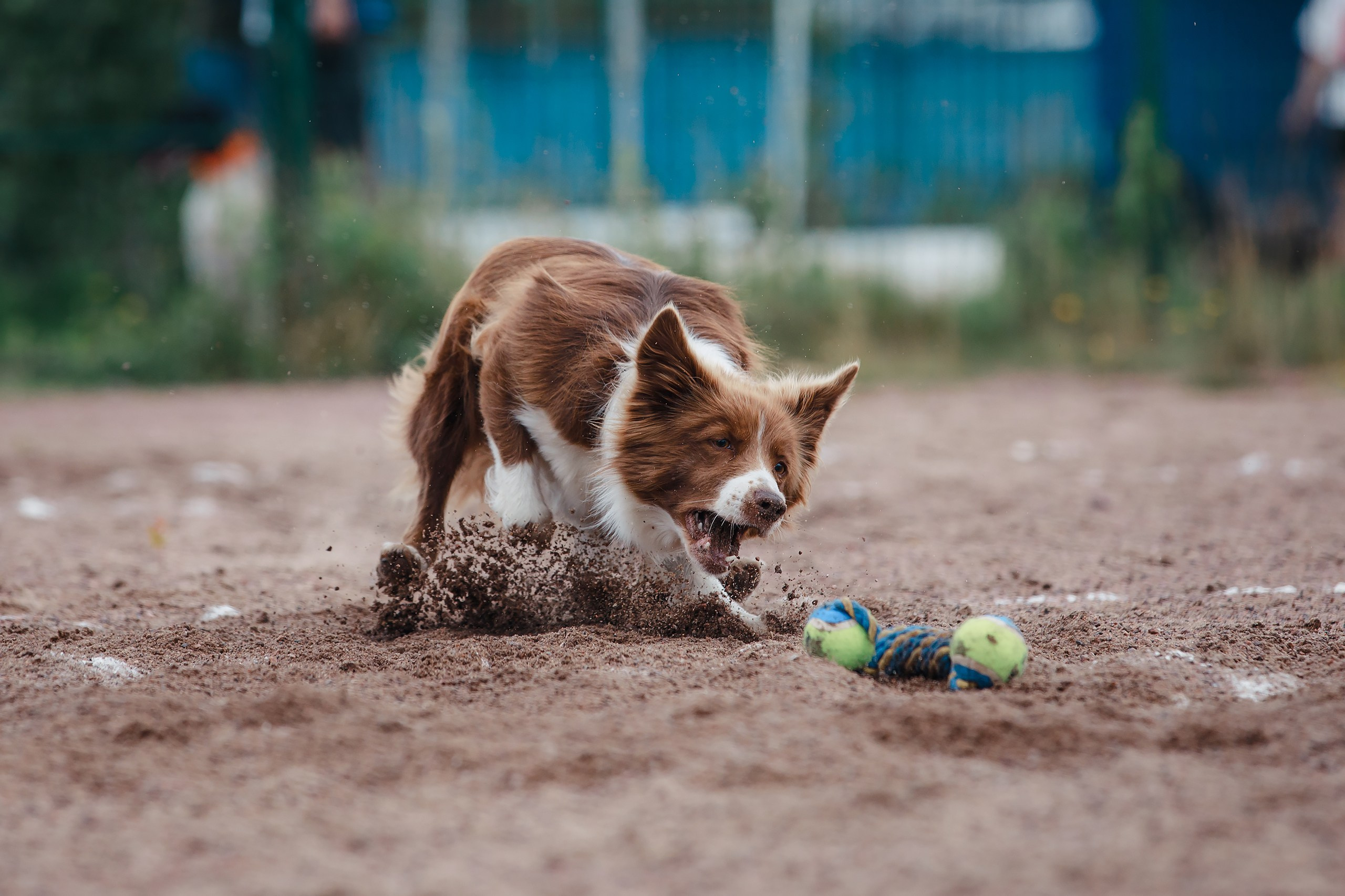 Питч&Гоу + веселые старты. Фотограф-анималист Mary Mart — Москва, Питер