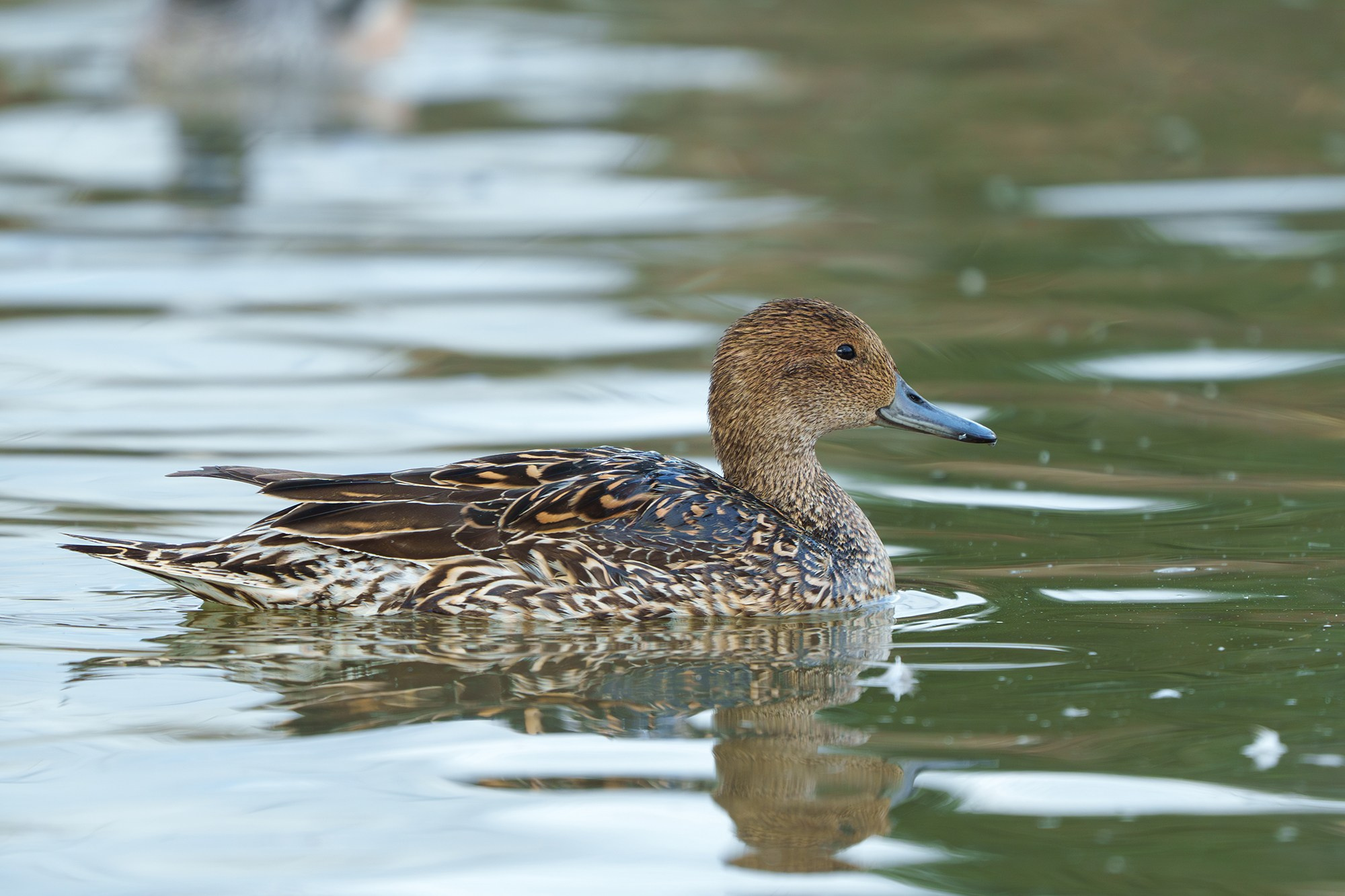 Удивительные мир птиц. Вокруг нас столько прекрасного — присмотритесь!. Ваш личный фотограф Марина Волкова