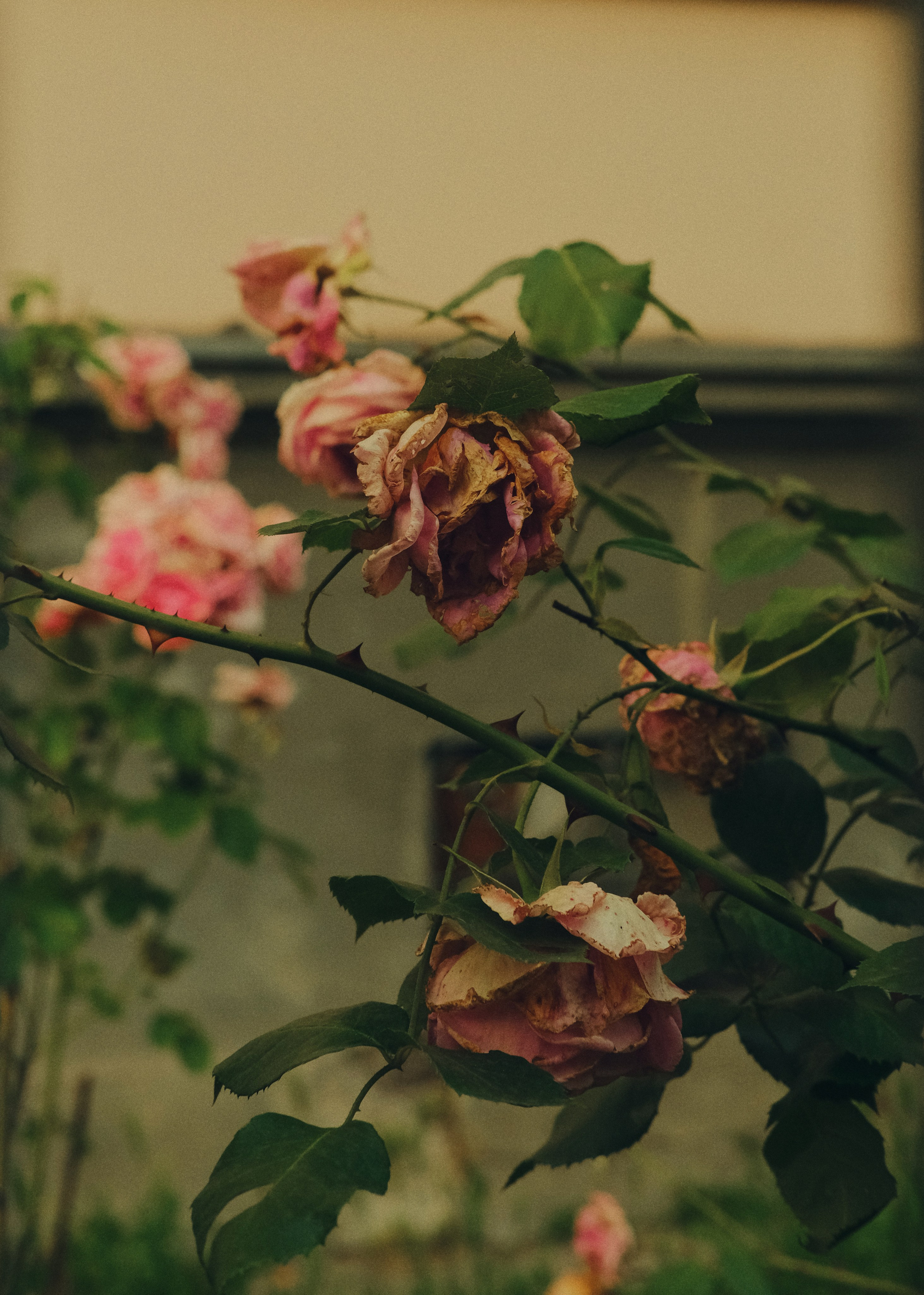 Street. Sasha Shu — retoucher and photographer