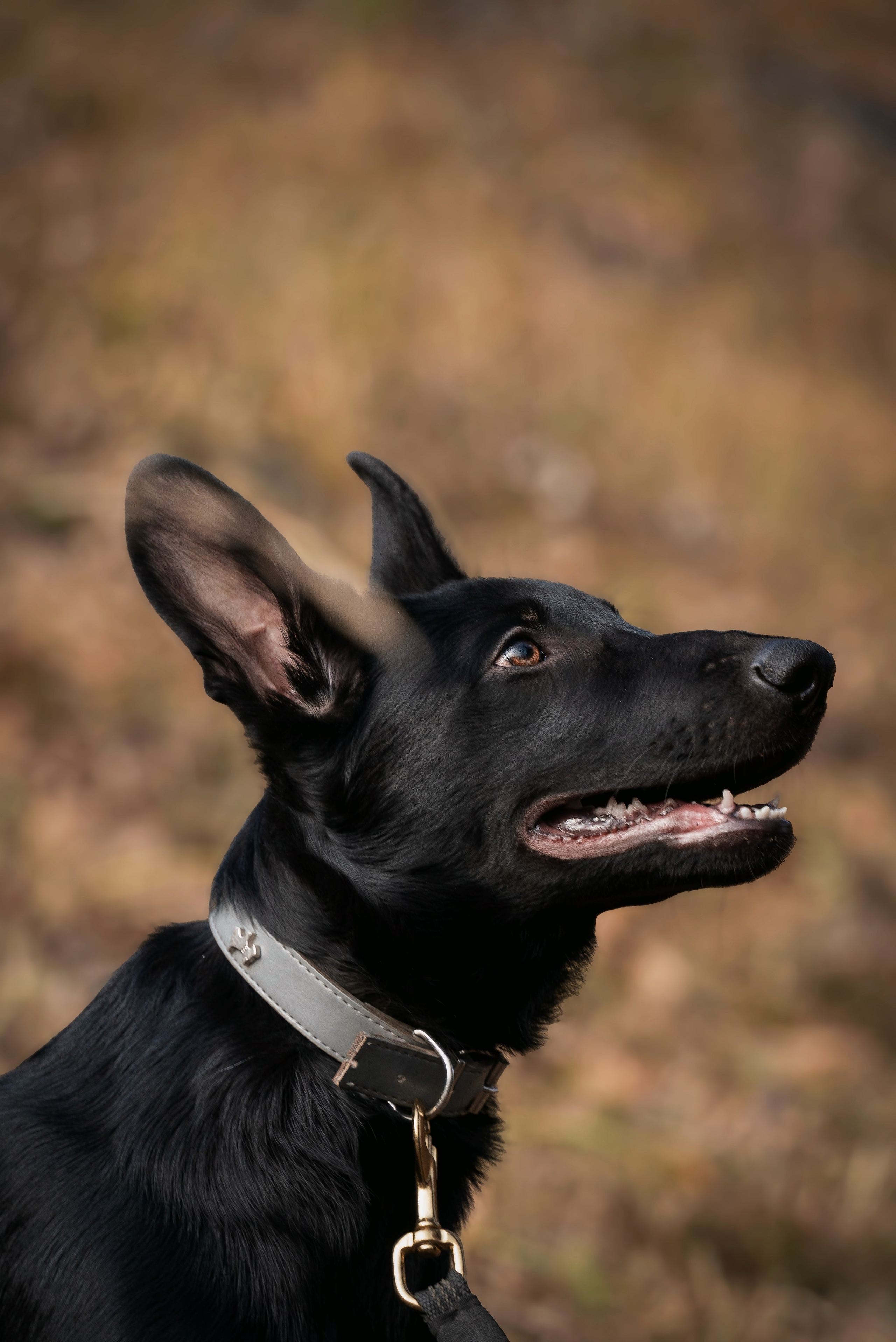 Щенки. Семейный фотограф анималист г. Находка