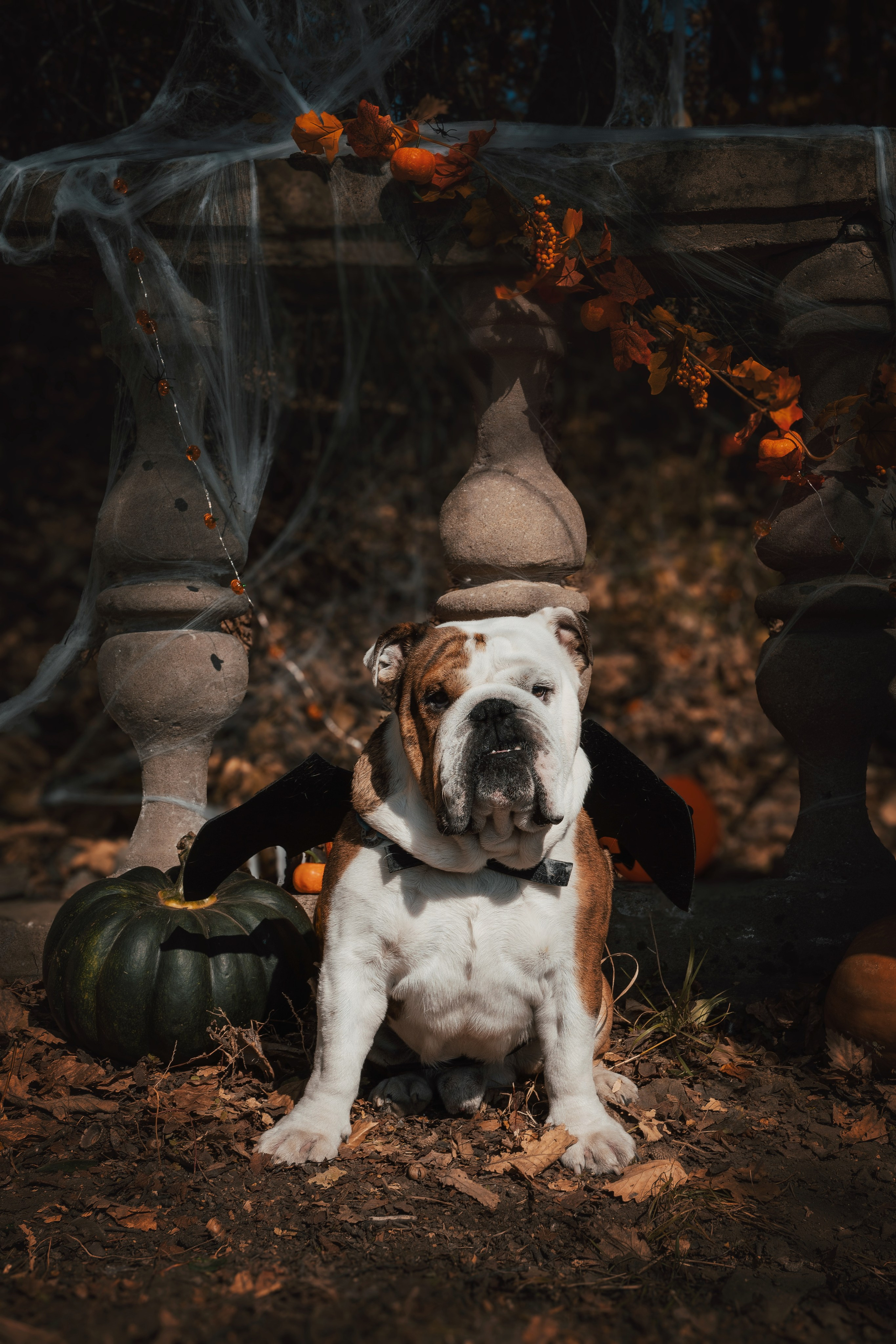 Хэллоуин. Семейный фотограф анималист г. Находка