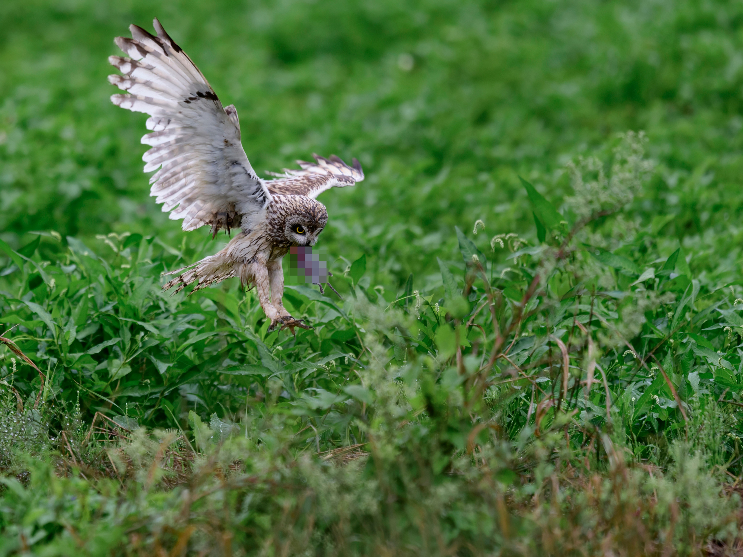 Совята не поделили завтрак. The owls didn't share their breakfast. Wildlife photography by Sergey Puponin