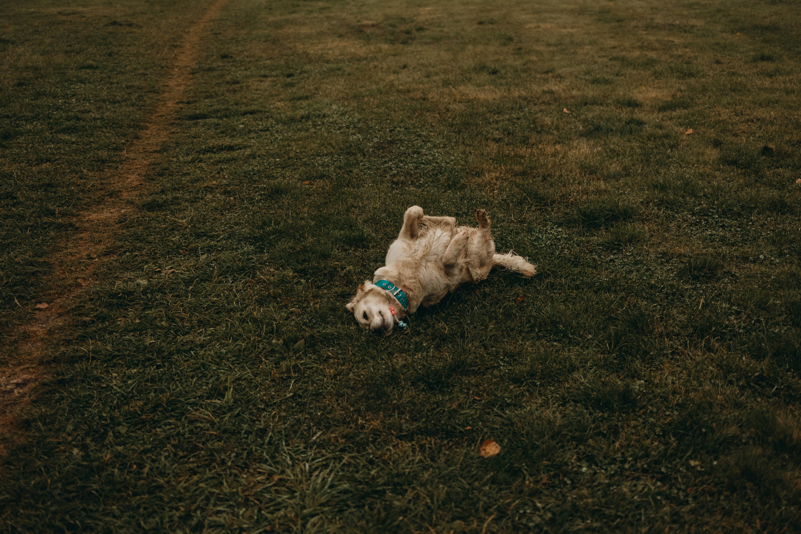 Женя и ее девочки. Фотограф — Анималист | Санкт-Петербург