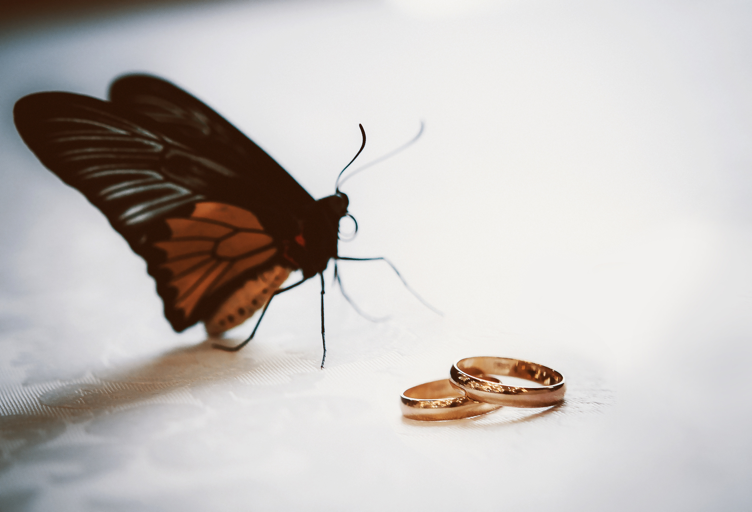 Duet-Photo (Свадьба). Фотограф в Москве Ирина Волкова