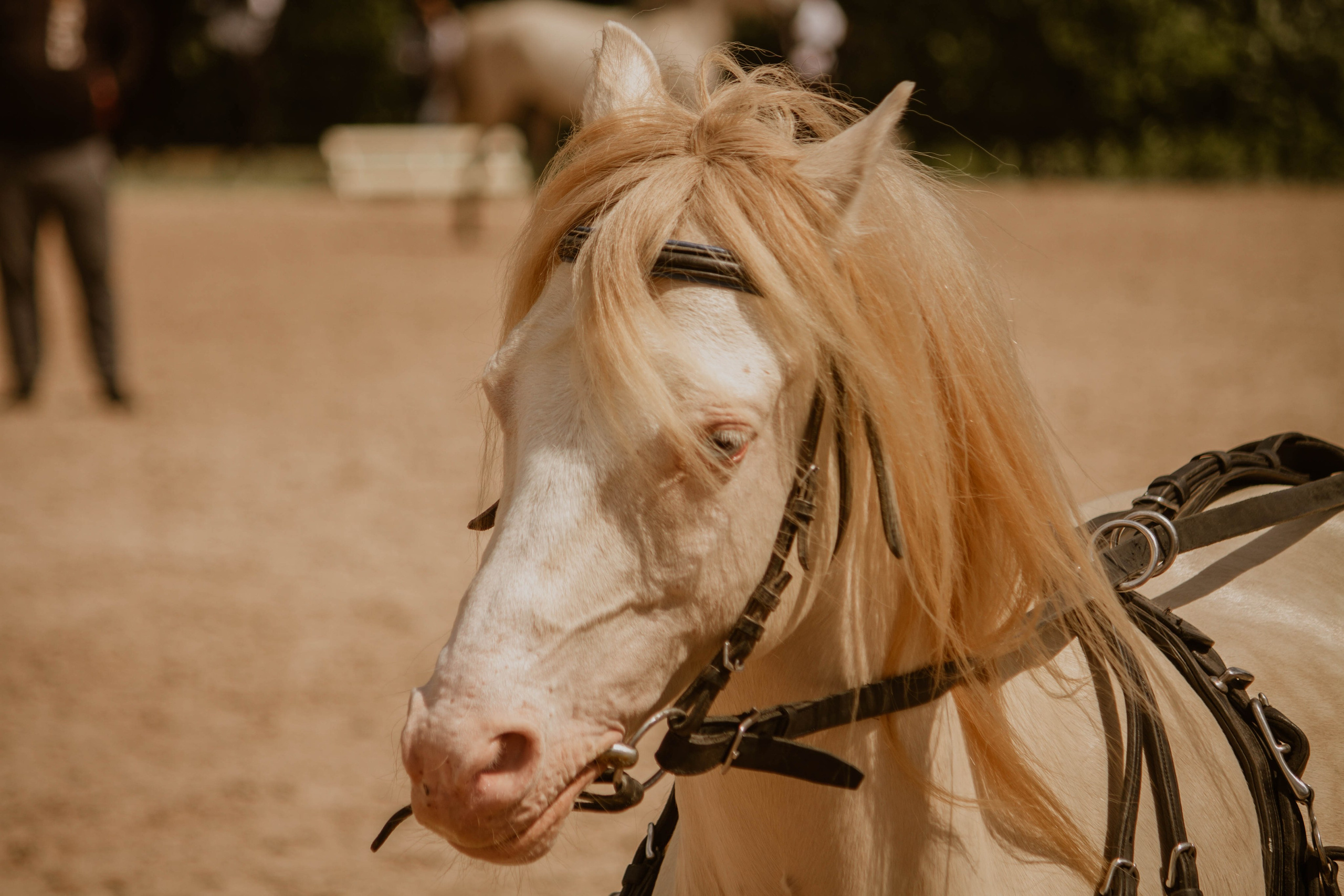 ИППОСФЕРА — Международная конная выставка. Создадим шедевр? Виталина и её фотоискусство