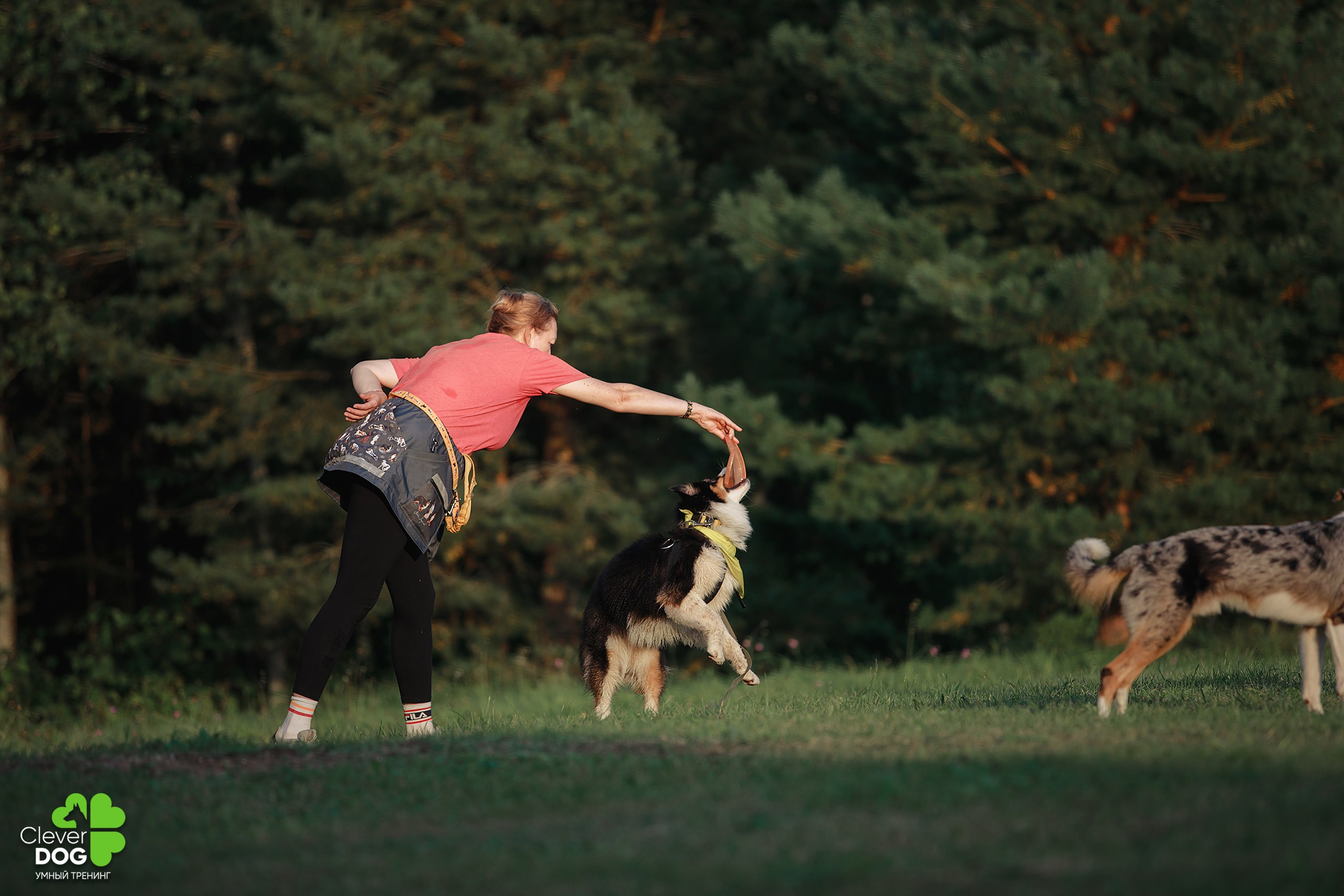 Кинологический лагерь CleverDog, 2024. Фотограф-анималист Mary Mart — Москва, Питер