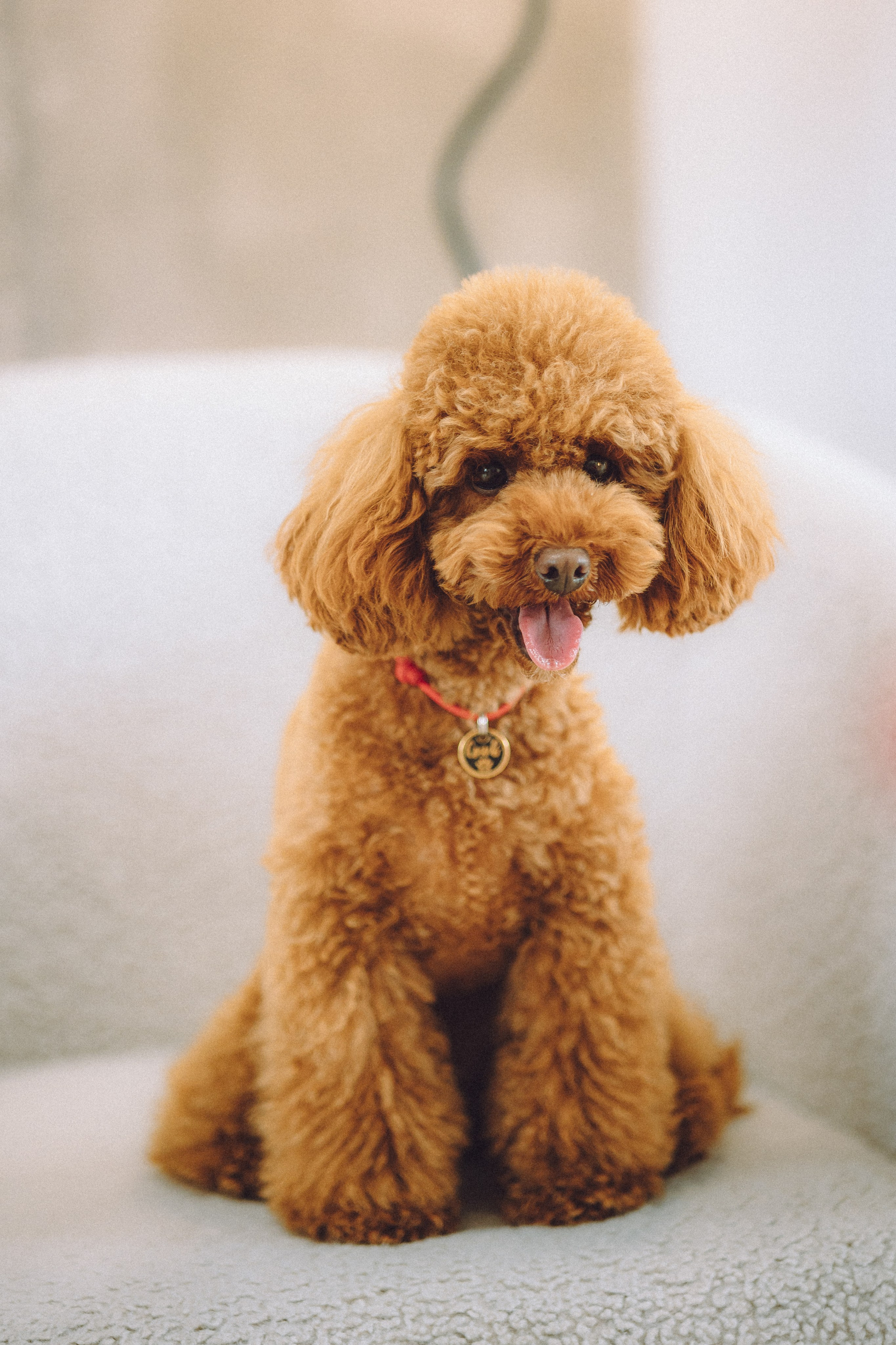 День Рождения пуделя Глаши