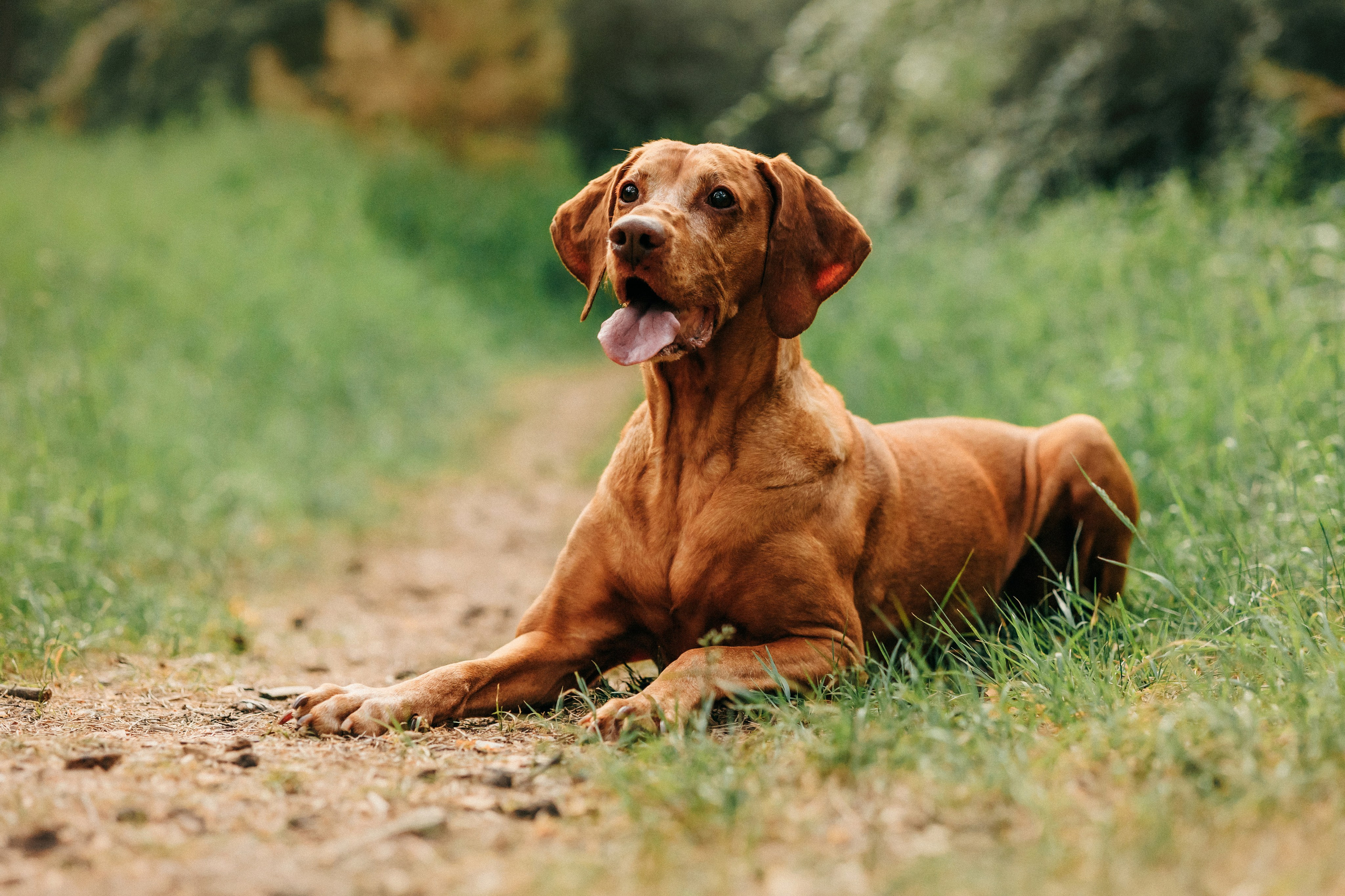 Марина, Глеб, Мая и Чили. Фотограф-анималист Елена Радченко, Москва