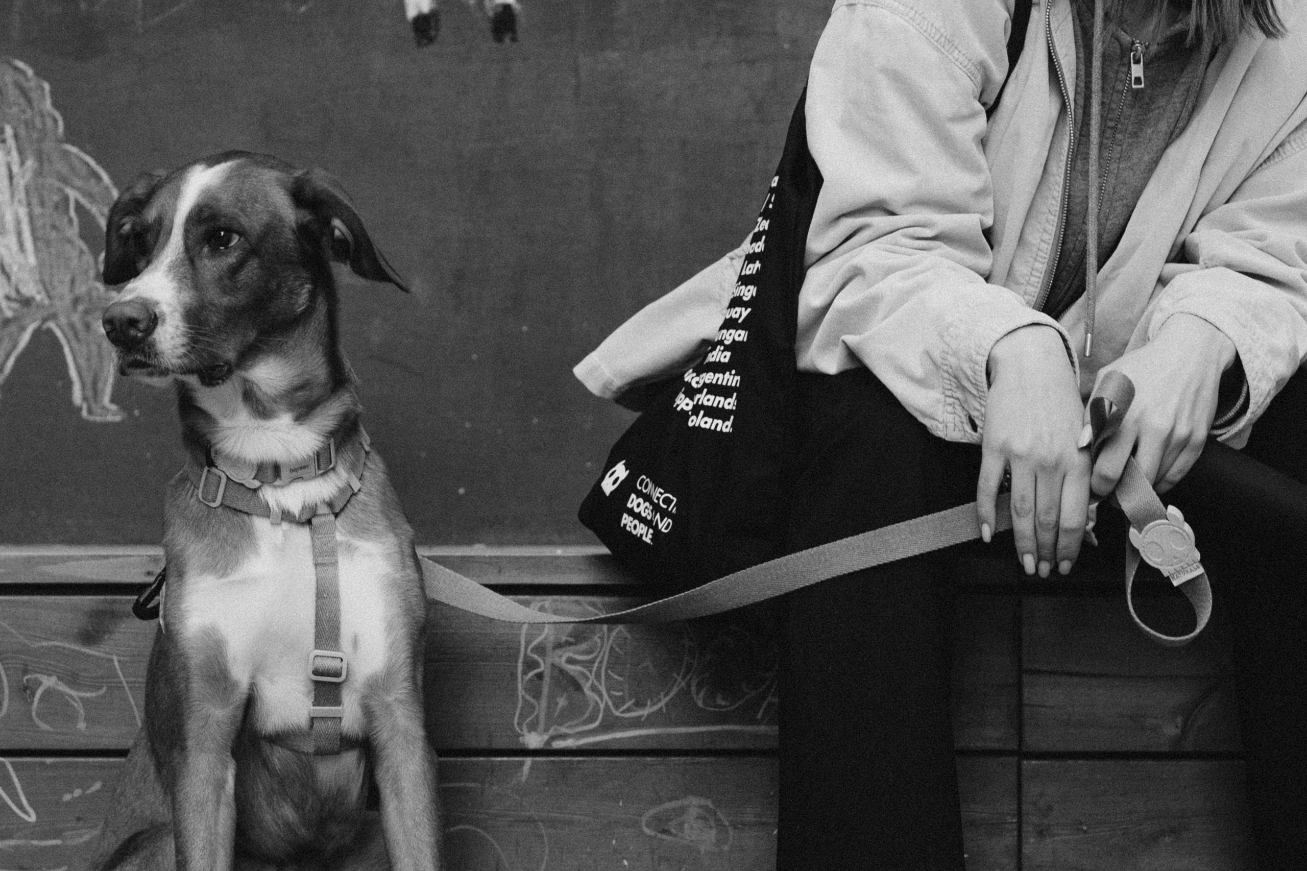 Съемка для бренда ZeeDog. Фотограф-анималист в Москве Кириллова Татьяна