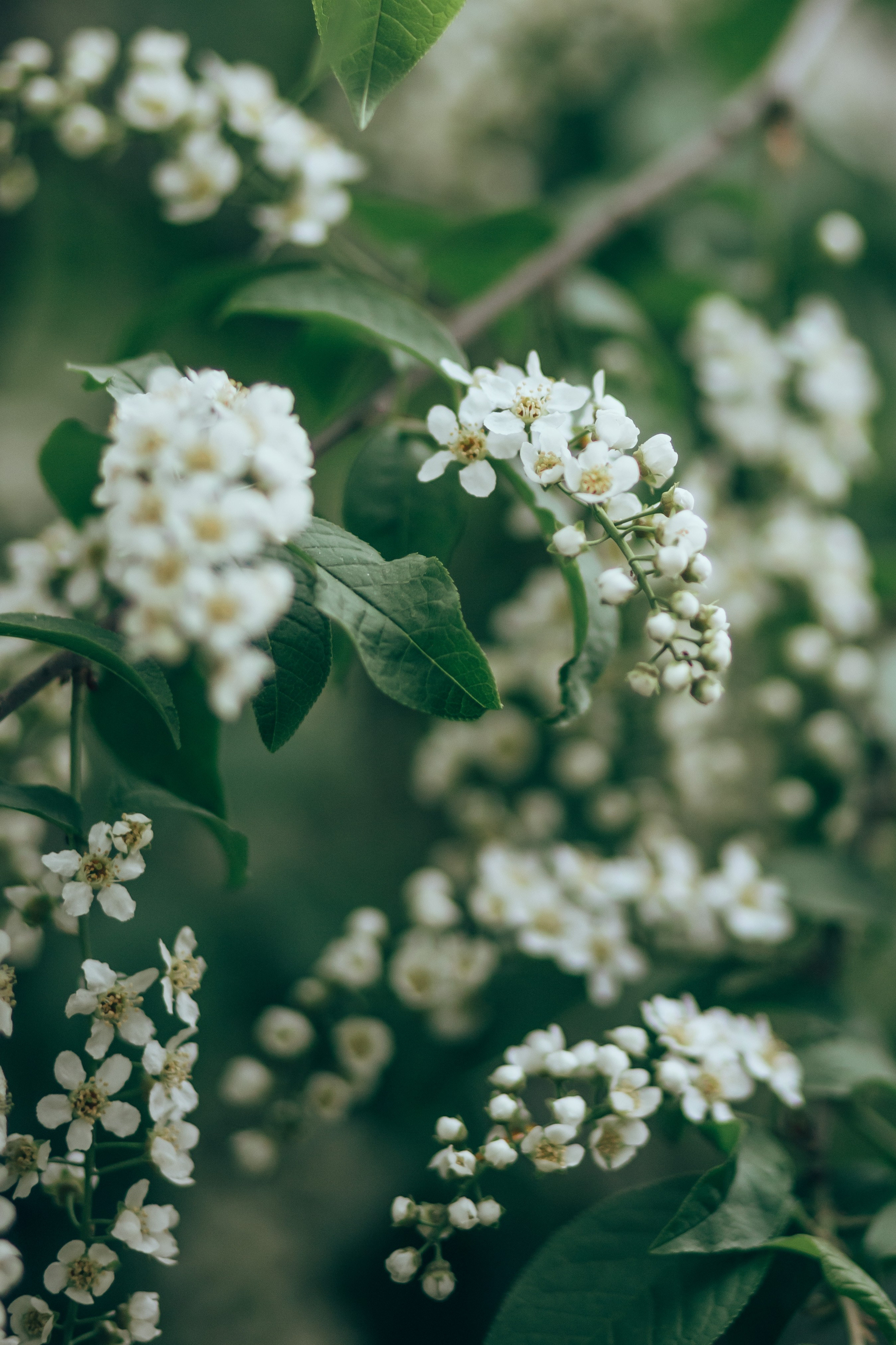 Черемуха. Семейный и детский фотограф в г. Новосибирске Макеева Анастасия