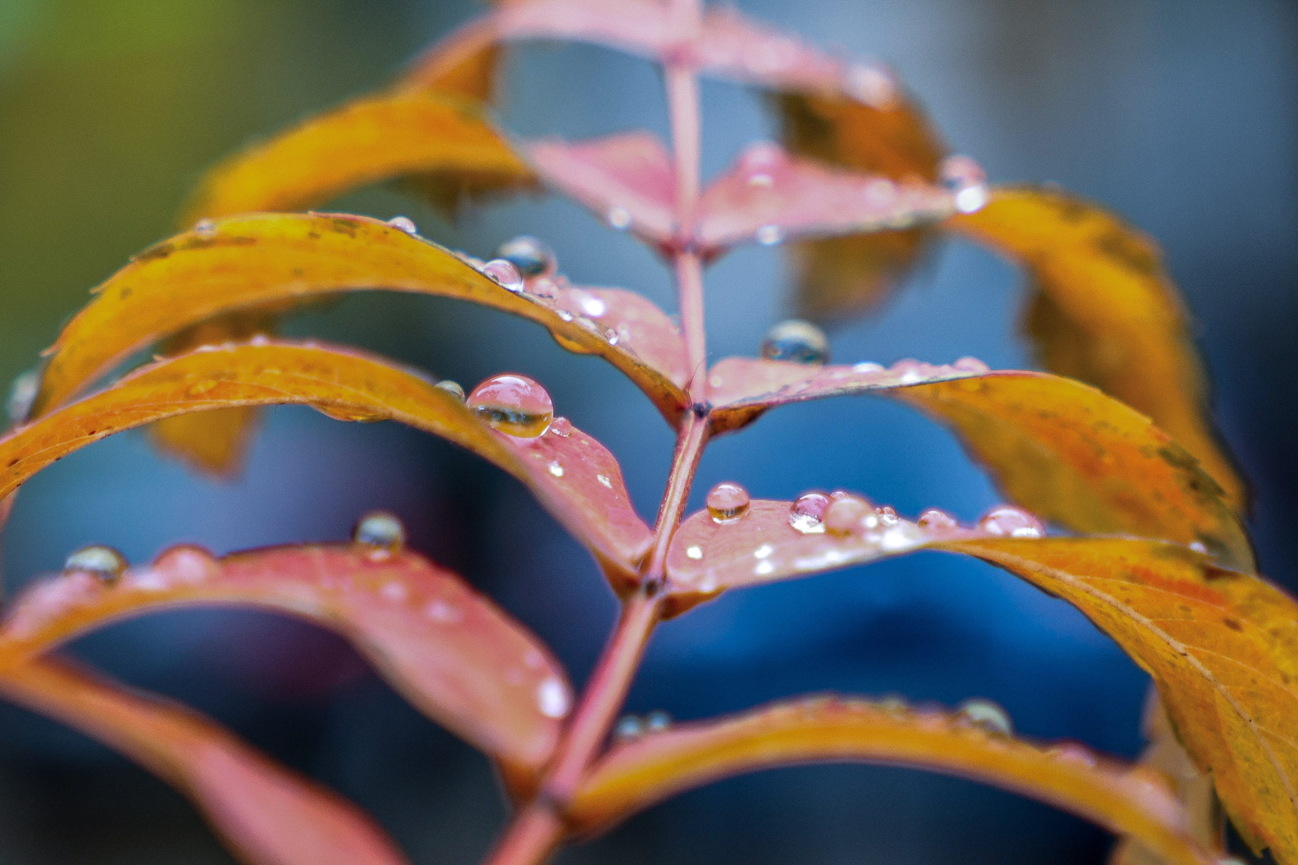 Цветочки-лепесточки. Фотограф Дмитрий Алексеев