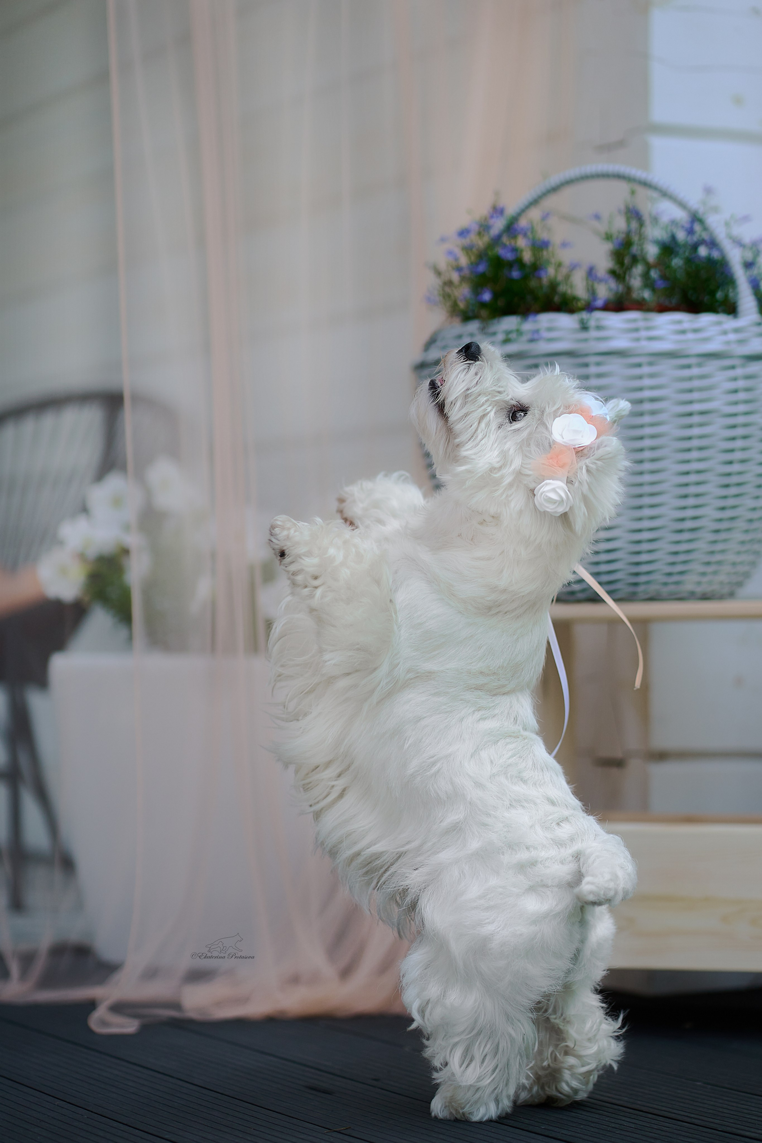 Екатерина и ее вестики. Фотограф-анималист в Иркутске