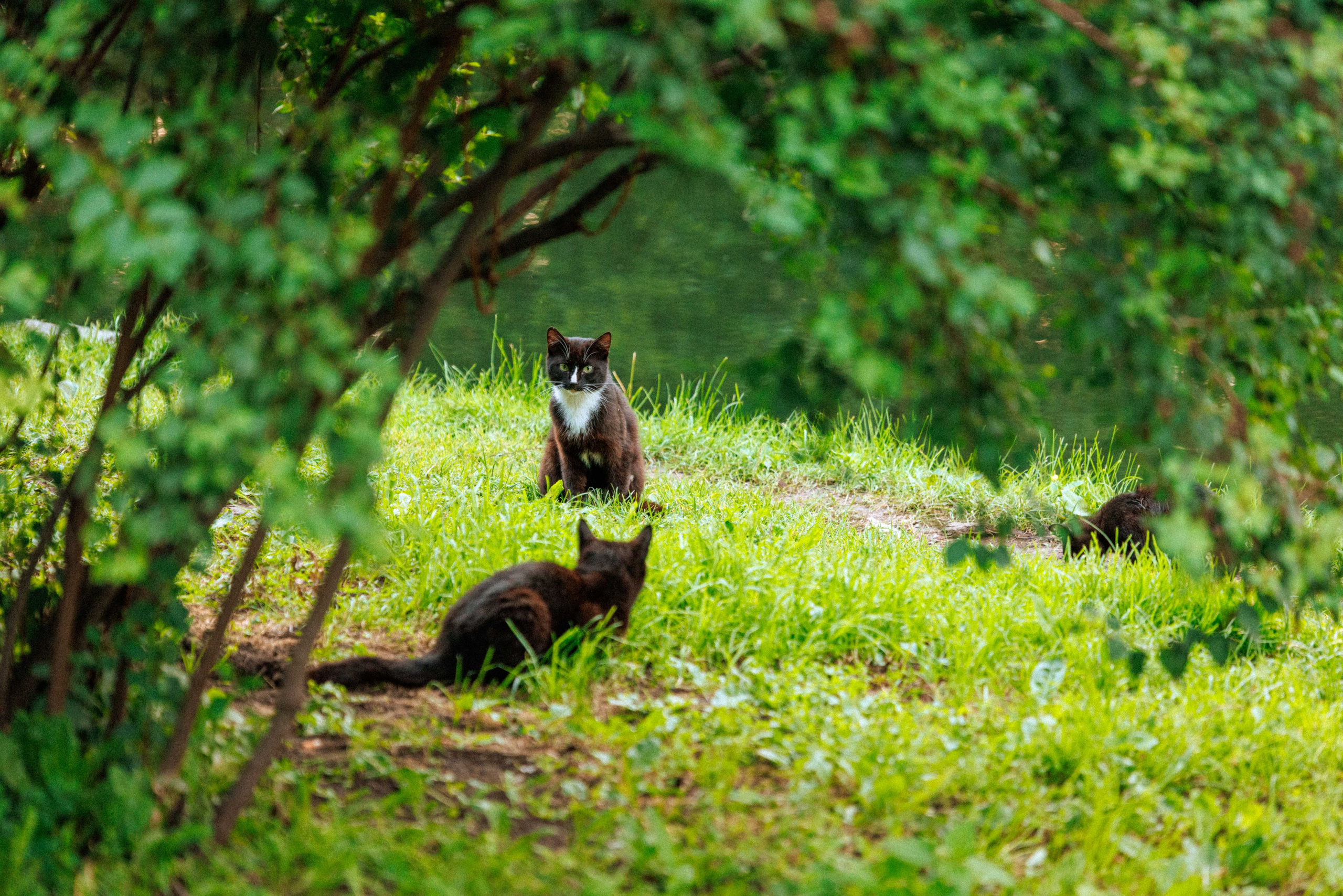 2-ой Джазовый фестиваль в СПб. Фотограф Балаев Михаил