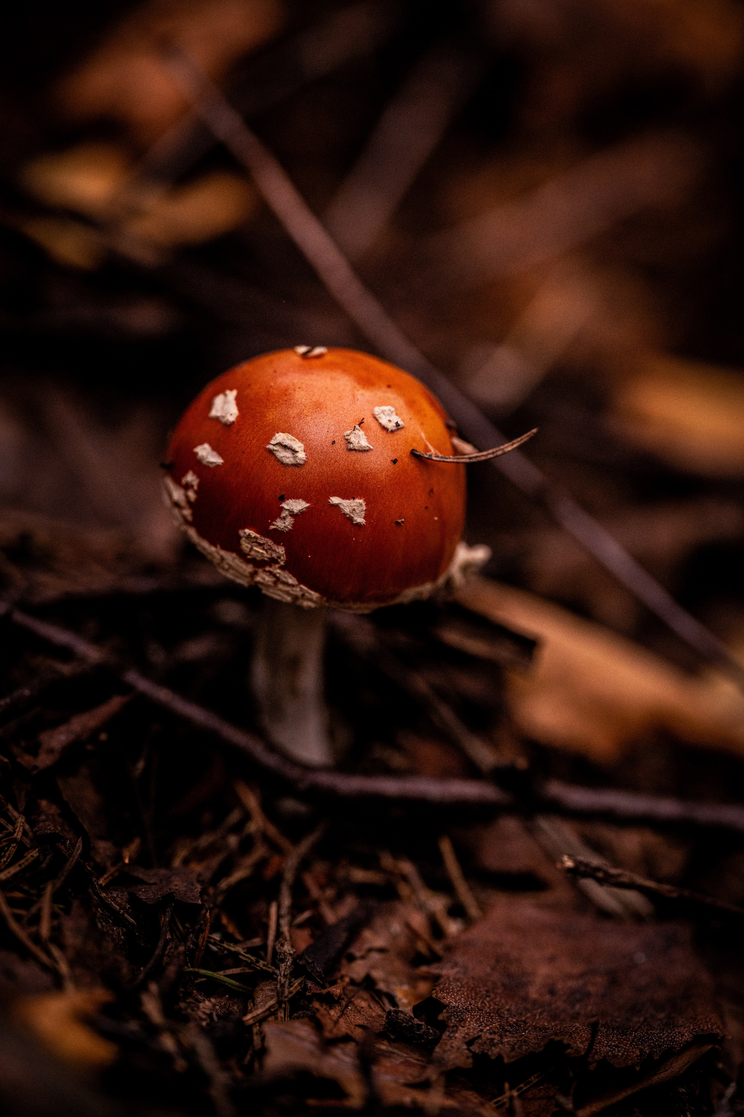 Фотограф в Санкт-Петербурге Александра Ладыгина