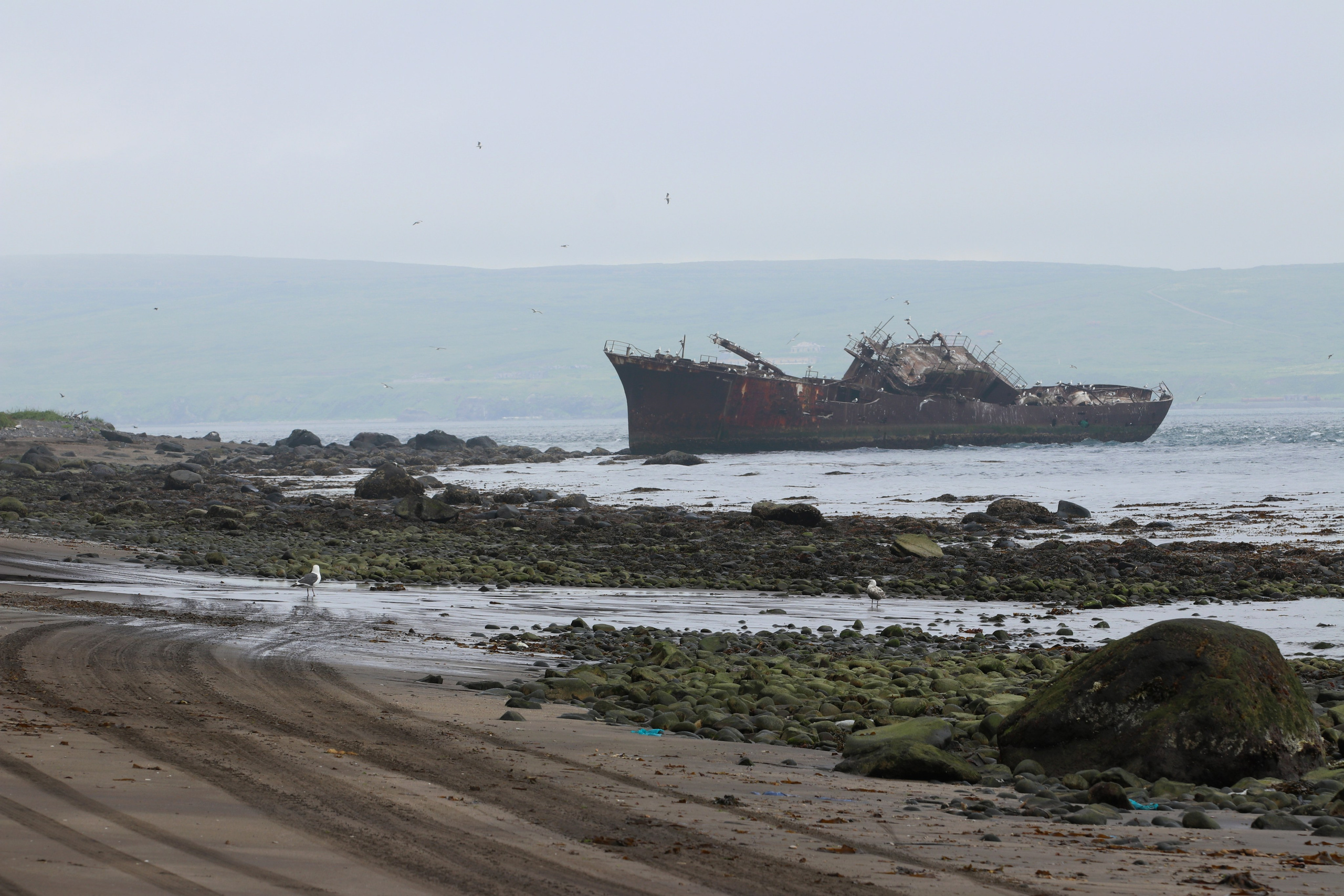Камчатка и о. Парамушир. Июль 2024. Путешественник-фотограф из Санкт-Петербурга Татьяна Свистулина
