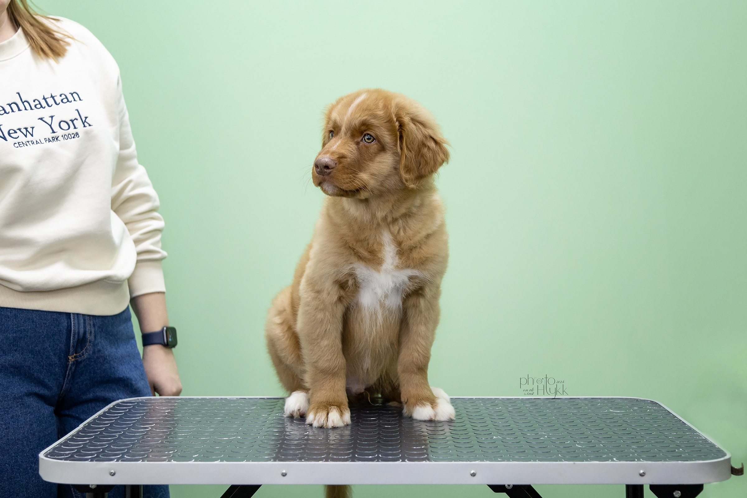 Щенки Толлера. Htykk_photo