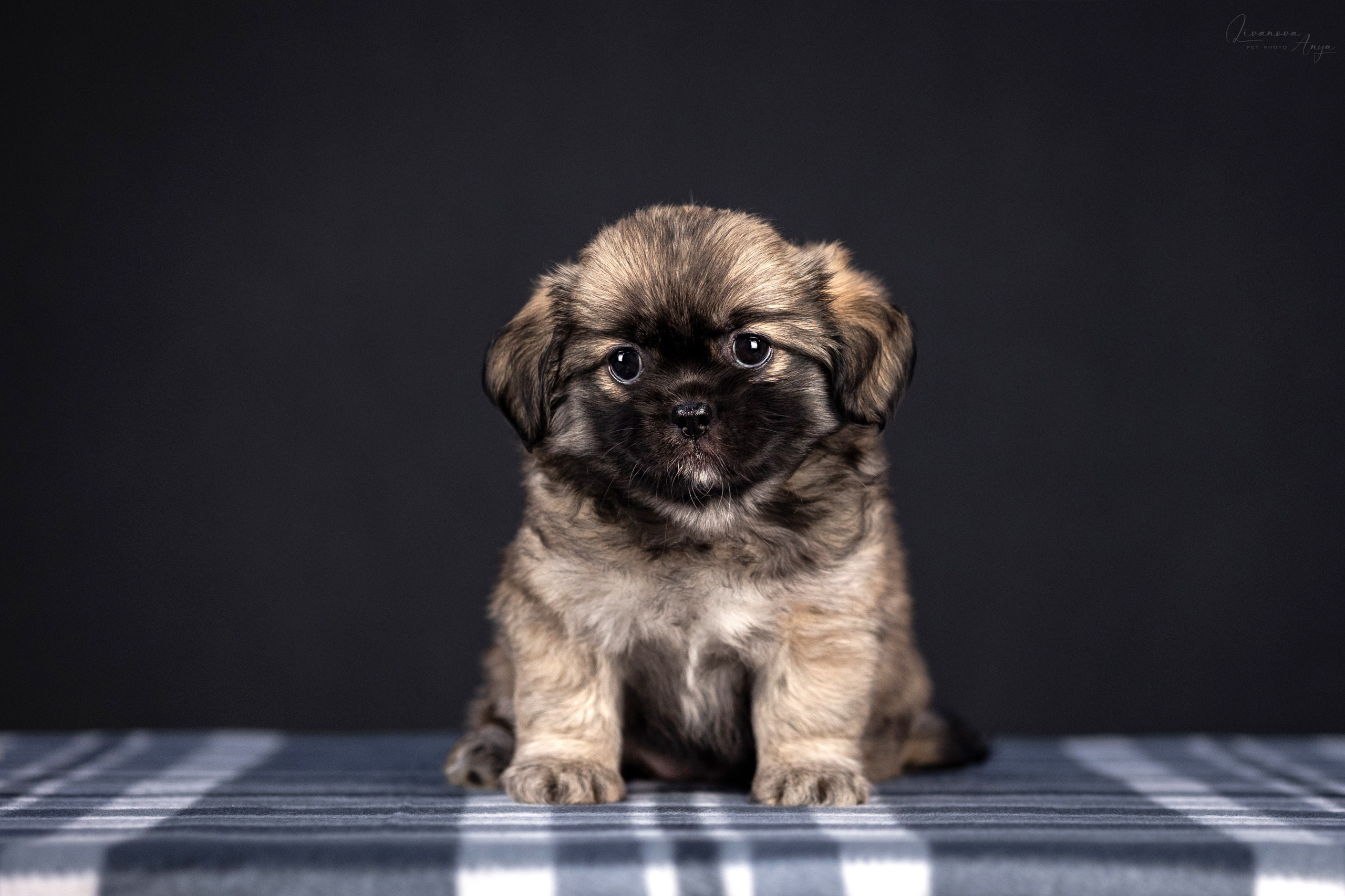 Тибетские спаниели. Фотограф анималист Аня Ливанова | Рыбинск
