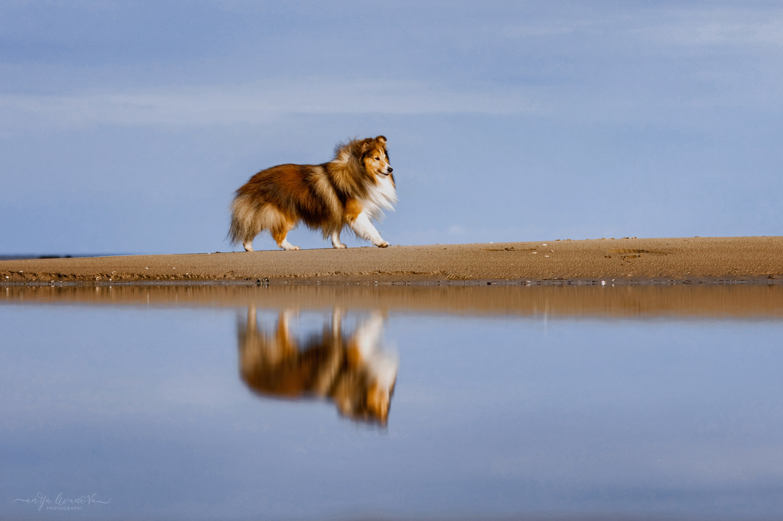 Рома. Фотограф анималист Аня Ливанова | Рыбинск