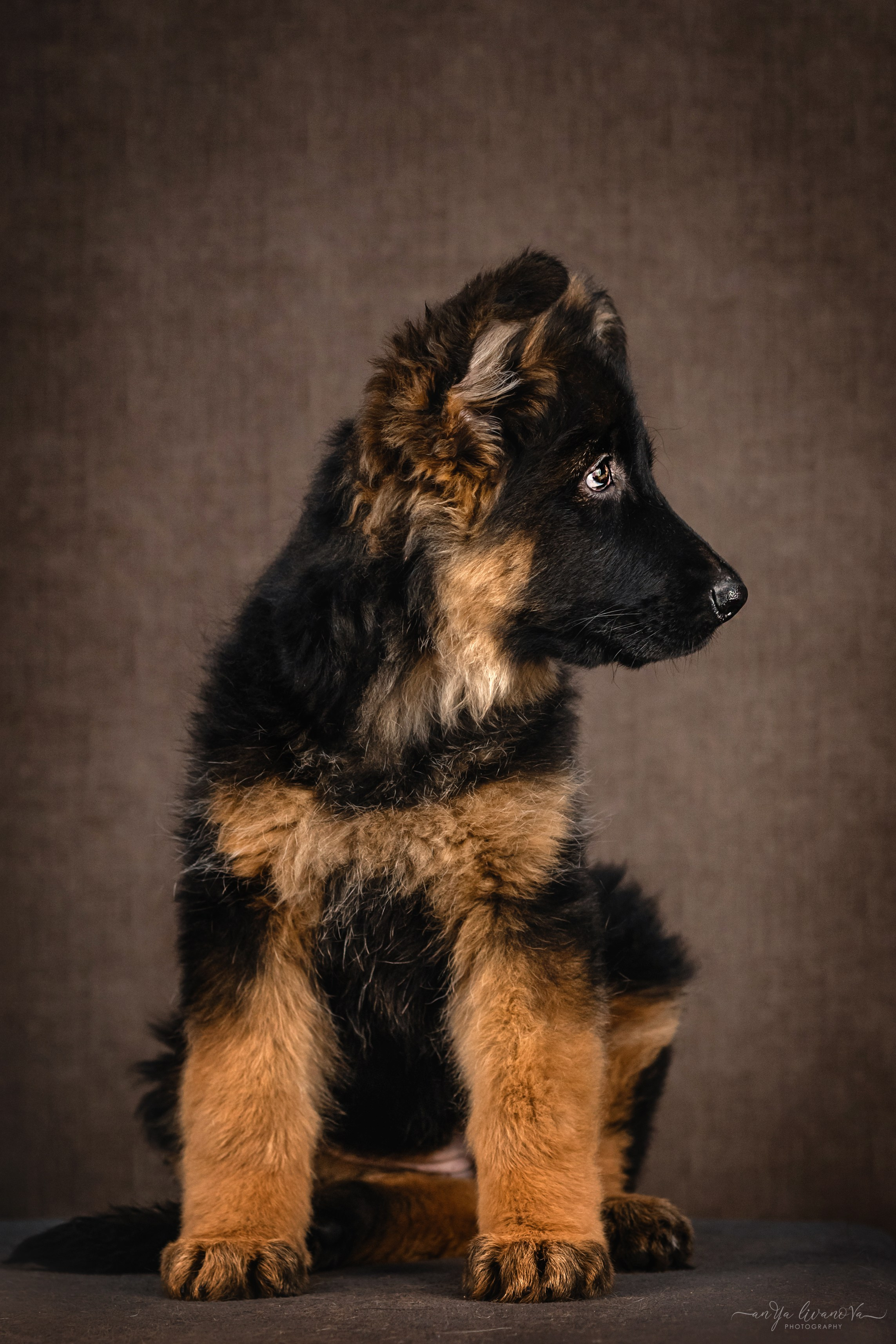 Овчарята. Фотограф анималист Аня Ливанова | Рыбинск