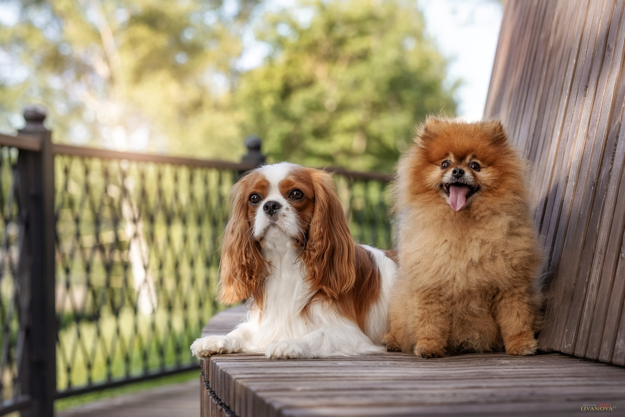 Маруся и Энди. Фотограф анималист Аня Ливанова | Рыбинск