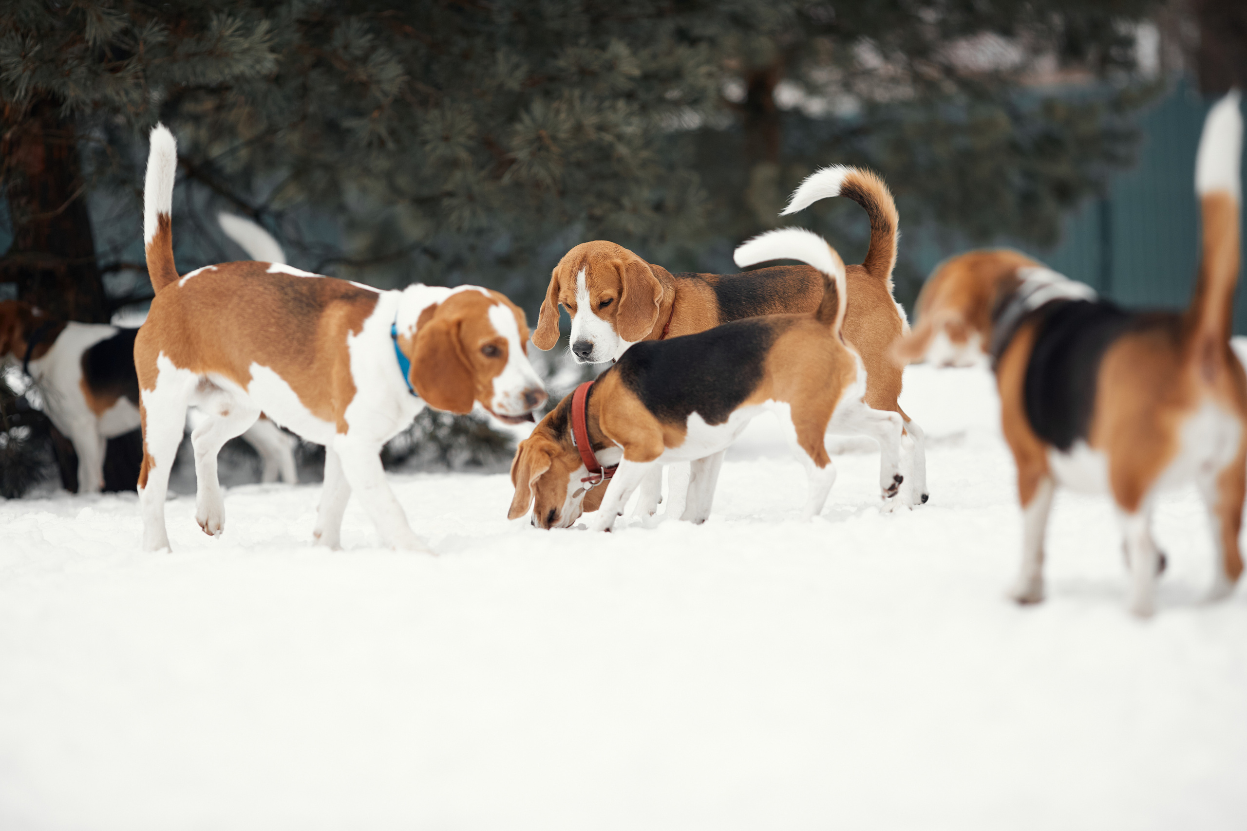 Бигледом. Фотограф-анималист Мартынова Анастасия